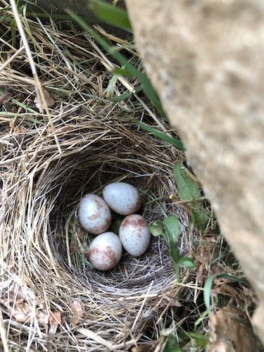 Stock+Photo+Nature+Small+Bird+Nest.jpg
