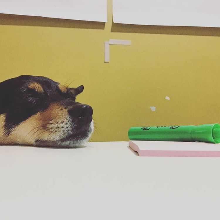 This is my dog. Her name is Sadie. Sometimes she helps me write. Mostly she just sleeps.