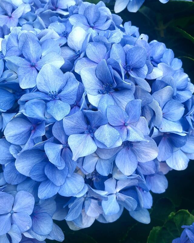 Scrumptious, as my Dad would say... #hydrangea #gardens #almostsummer #solstice #southern #coastal #vibes #periwinkle #blue #myfavorite #inspo #theklcreative