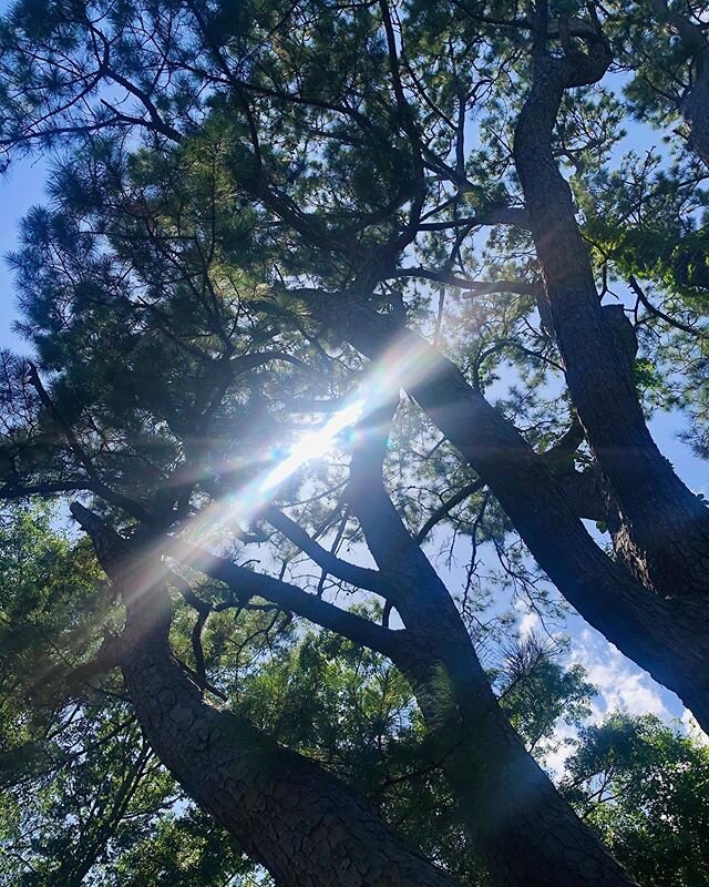 ʙᴇ ᴛʜᴇ ʟɪɢʜᴛ... #lookup #nature #treemedicine #owls #listen #grounding #practice #beherenow #theklcreative