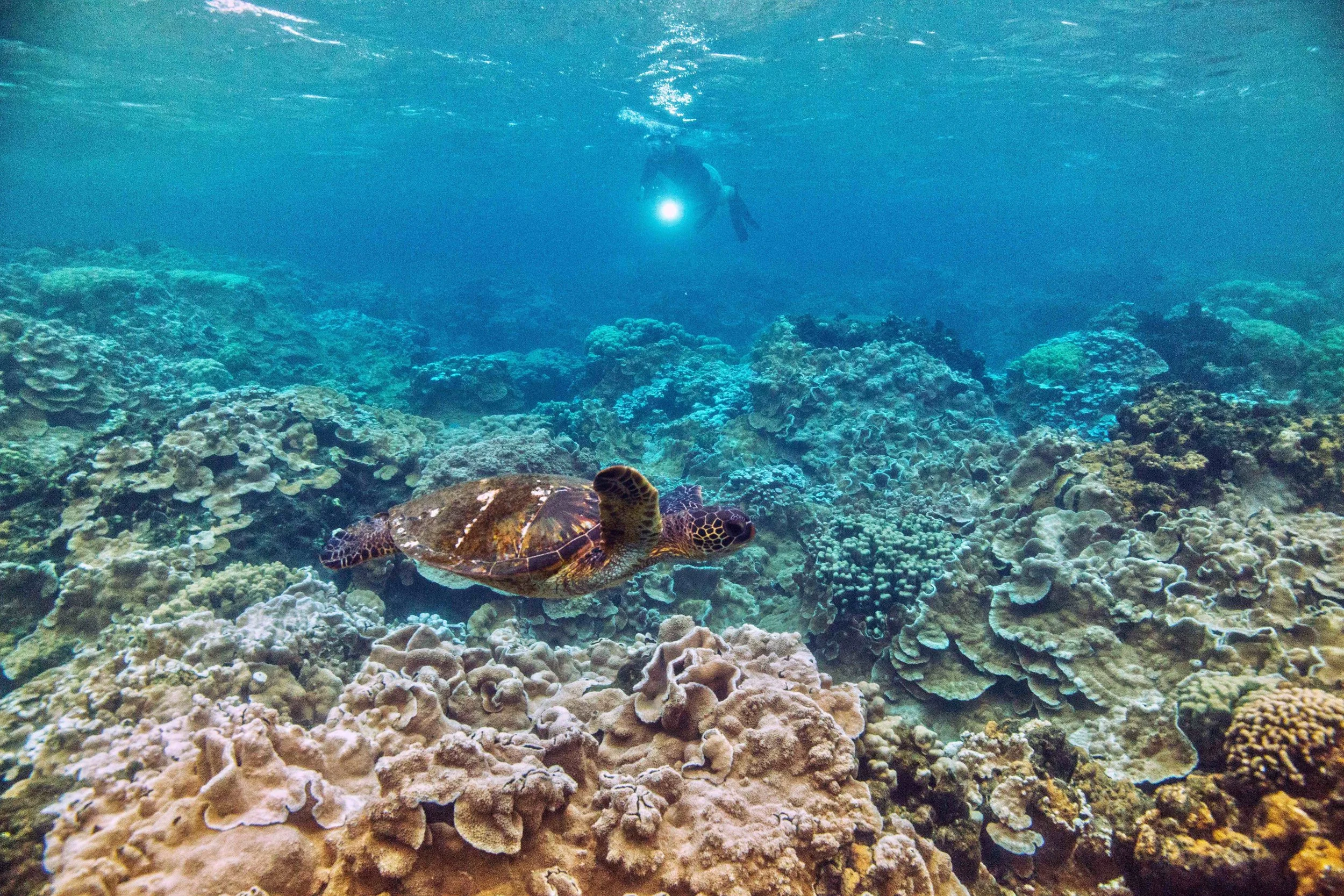 Corals provide physical and ecological support for a third of all marine life. This makes them what ecologists term a “keystone species.