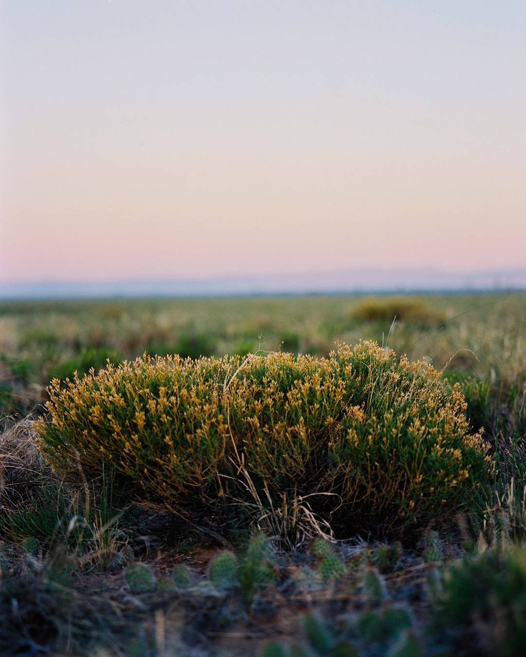 The morning softly crept upon us.

Pentax 645nII
Pentax 120 f4 macro 
Kodak ektar 100