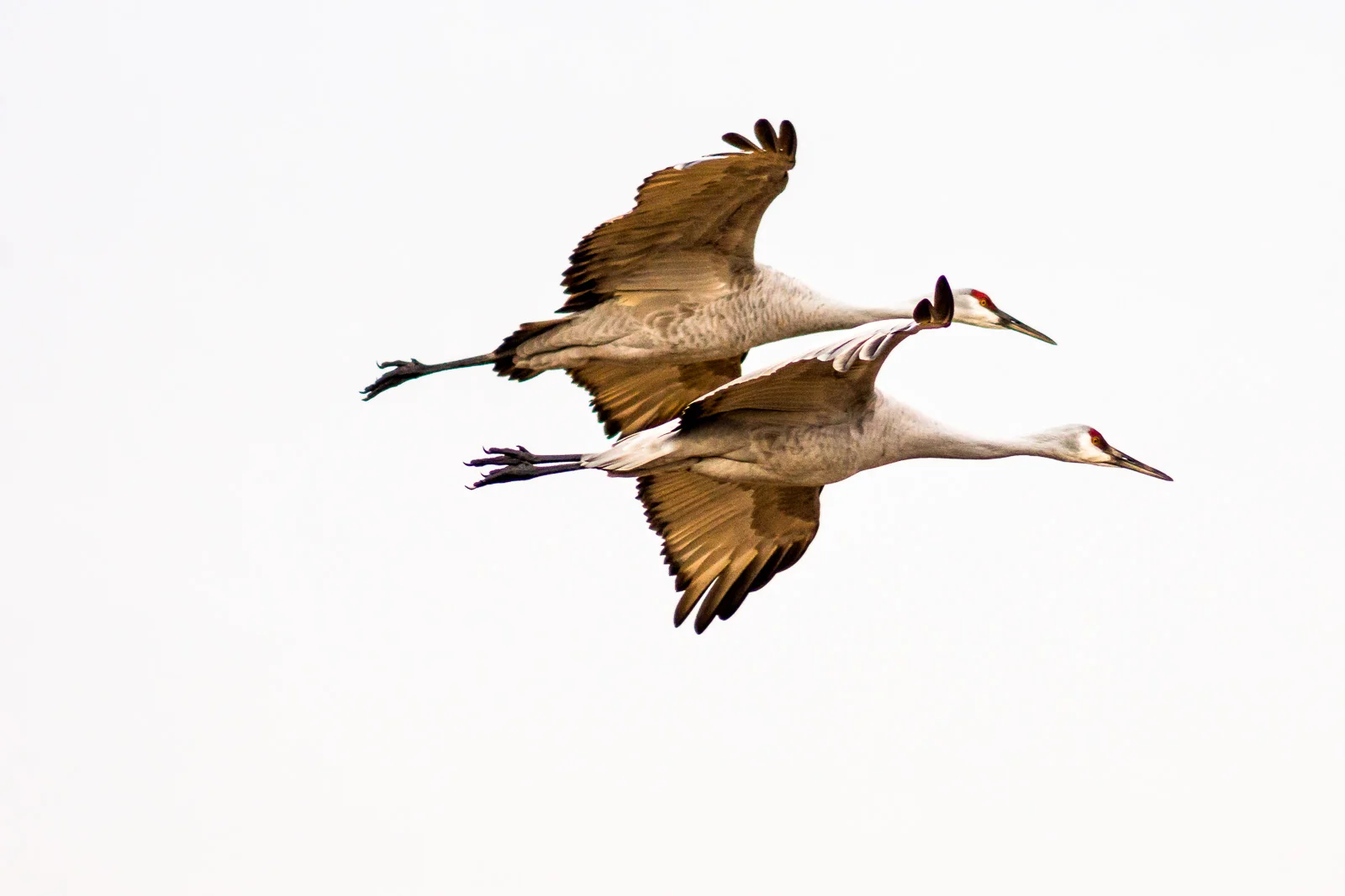 Sandhill cranes, Bosque del Apache National Wildlife Refuge, San Antonio, New Mexico
