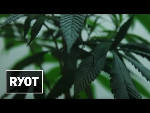 The Future of Medical Marijuana: Charlotte's Web
