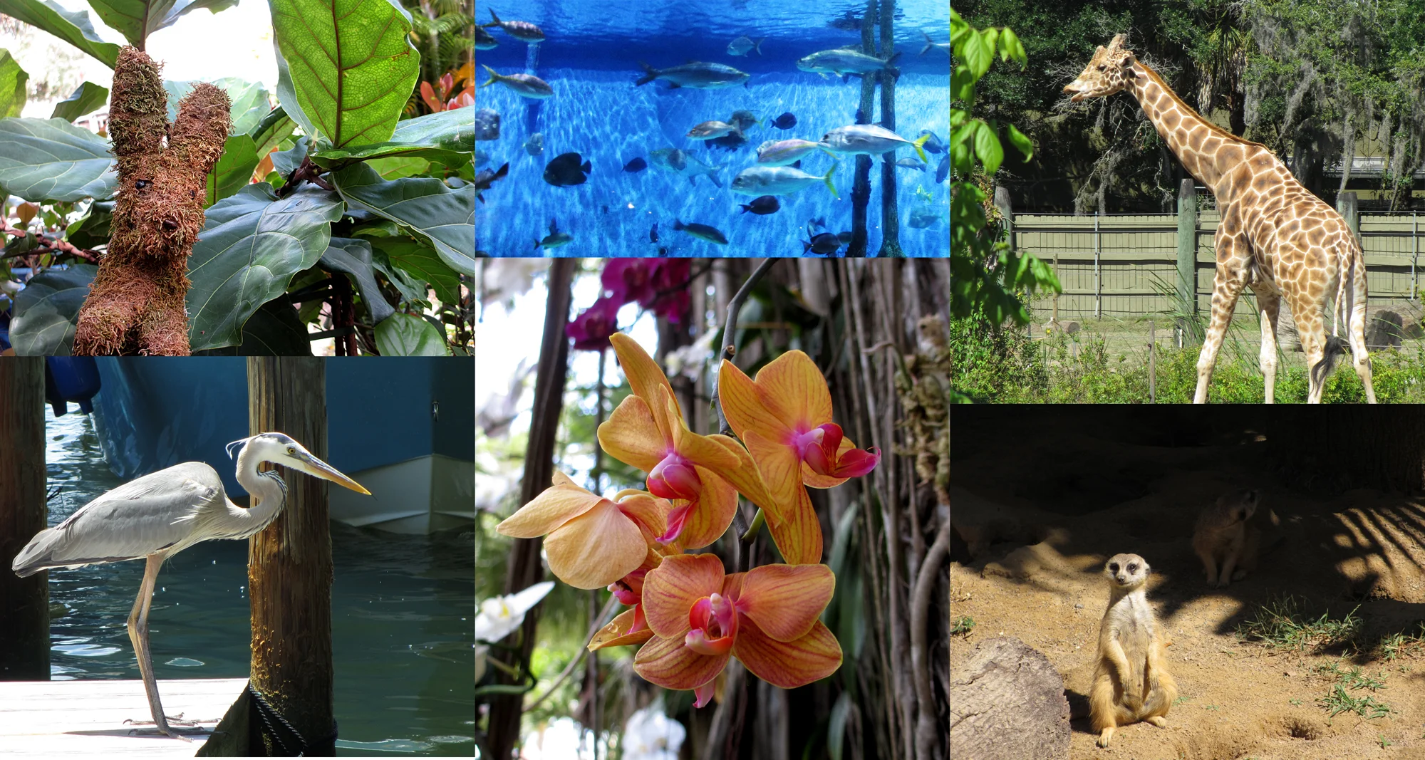 flora and fauna.jpg