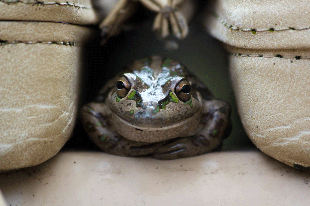 Psychic Numbing and the Environment