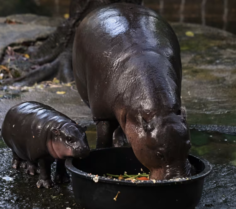 The Pygmy Hippo: viral fame and real-life consequences