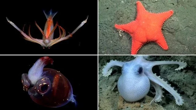 Argentinian Scientists Turn the Deep Sea Into a National Conversation