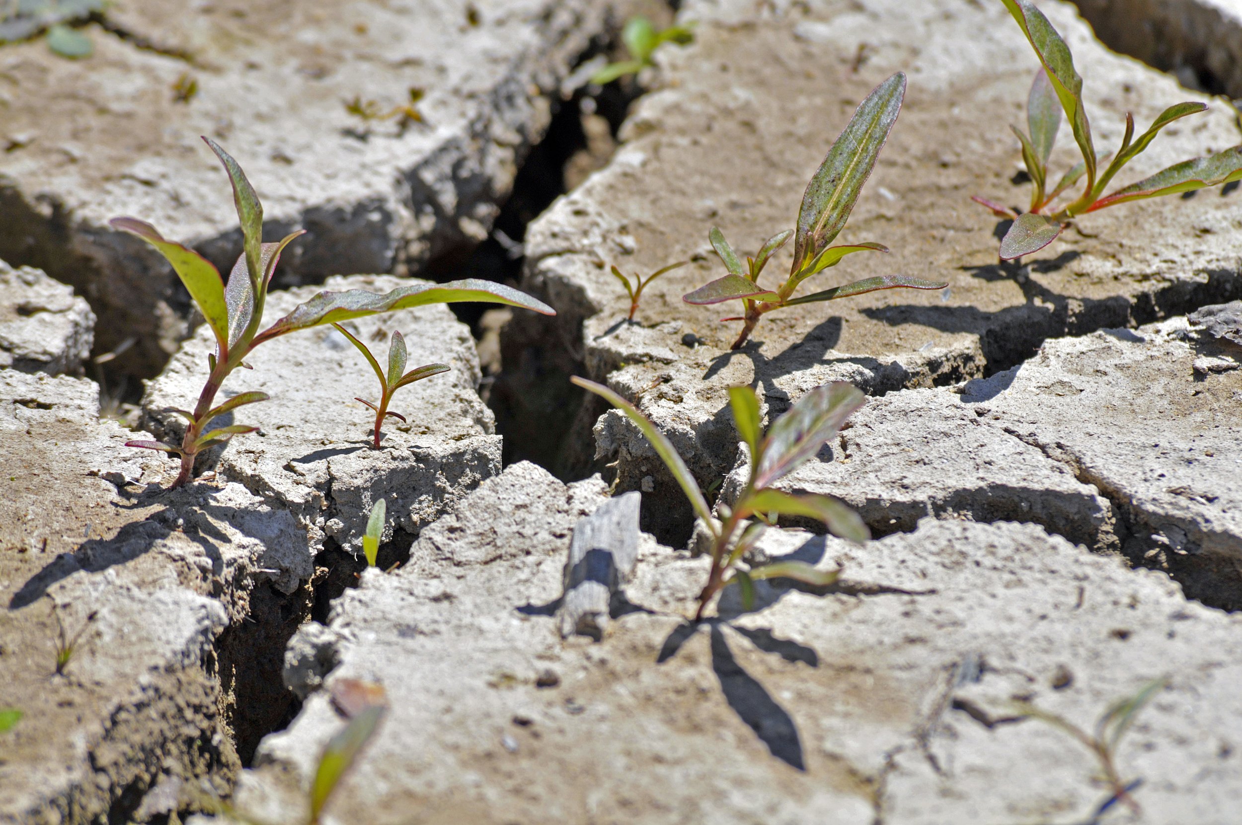 Personalizing Climate Justice in the College Composition Classroom (full essay)