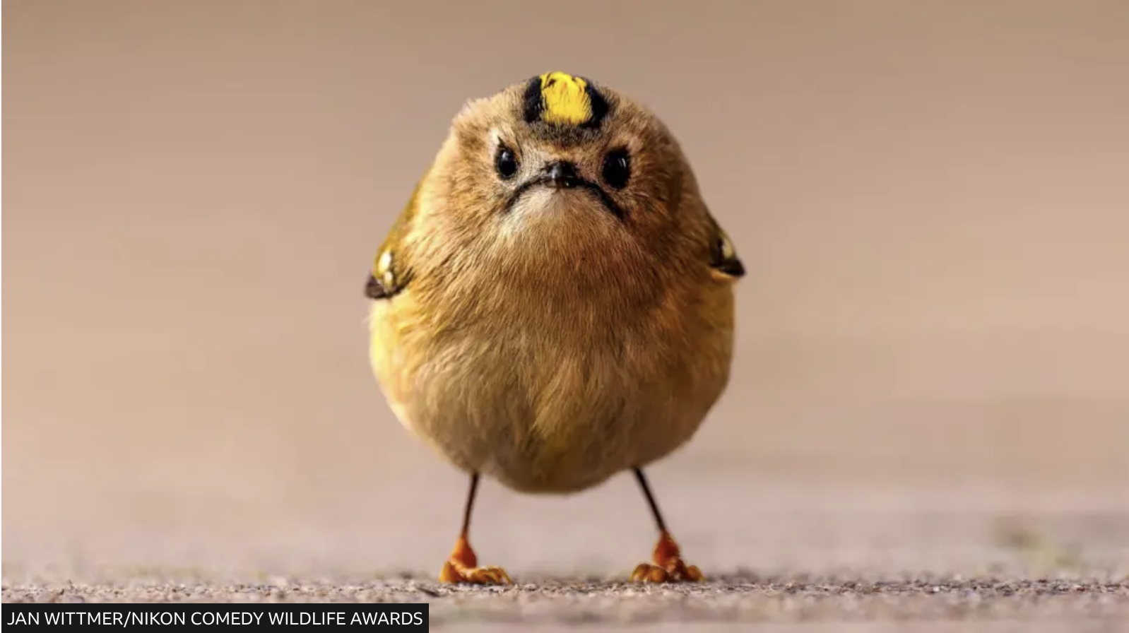 What happens when we look at animals differently?