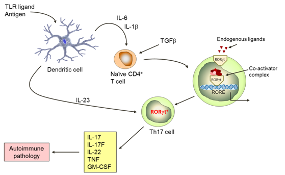 Expression of the IL23 receptor is a critical step in enabling development of pathogenic T cells. This key gateway is unlocked through expression of RORγ and its activation by endogenous ligands