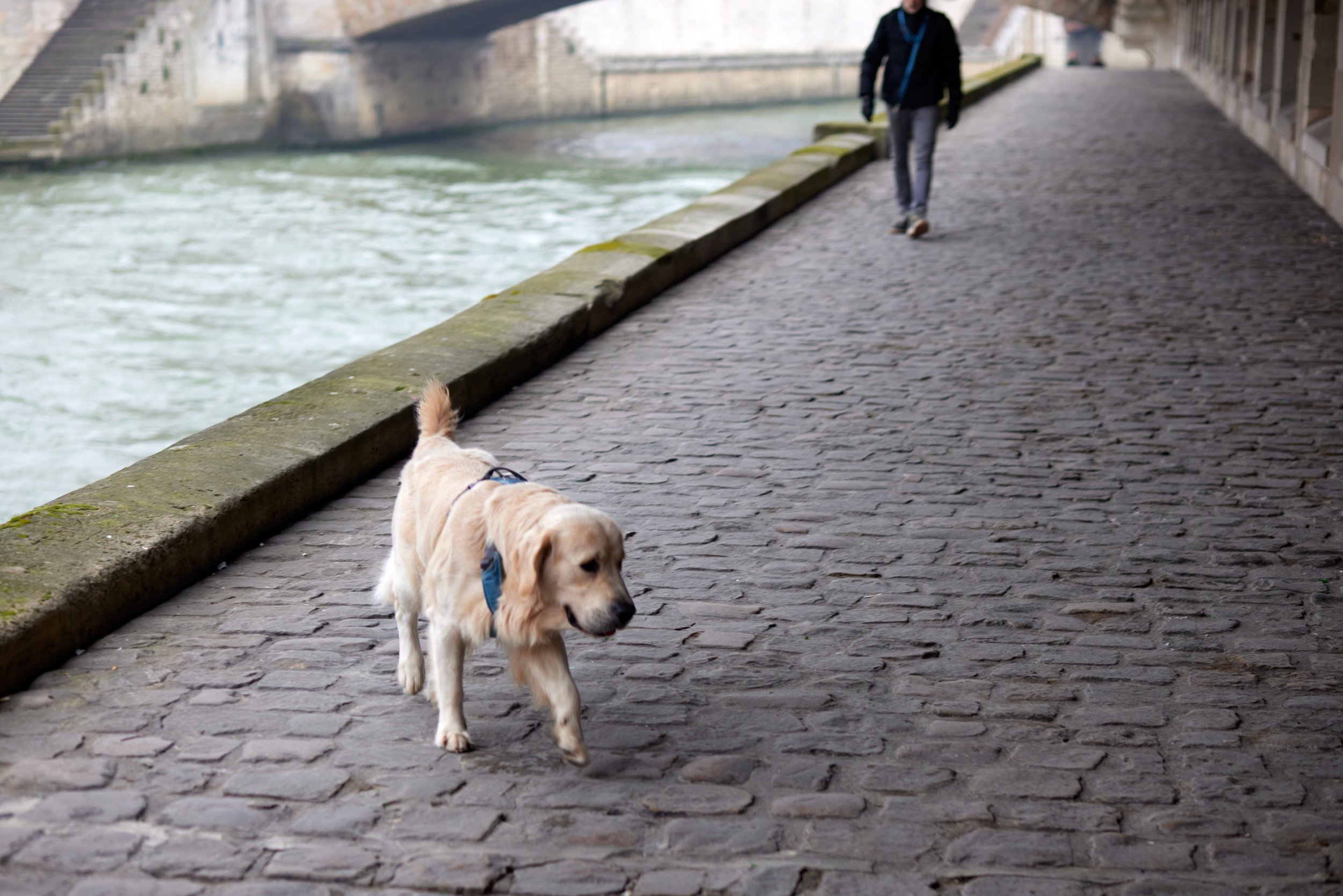 Paris_2022_0316_dogs_562A5915.jpg