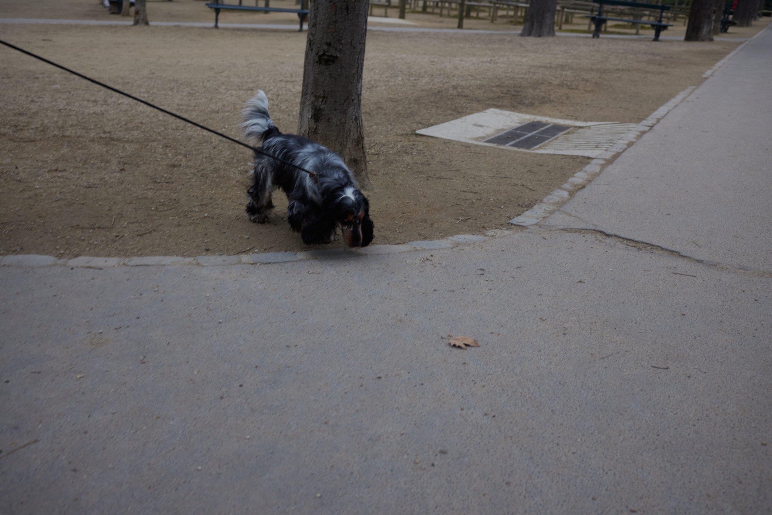 Paris_2022_0325_dogs_562A6133.jpg