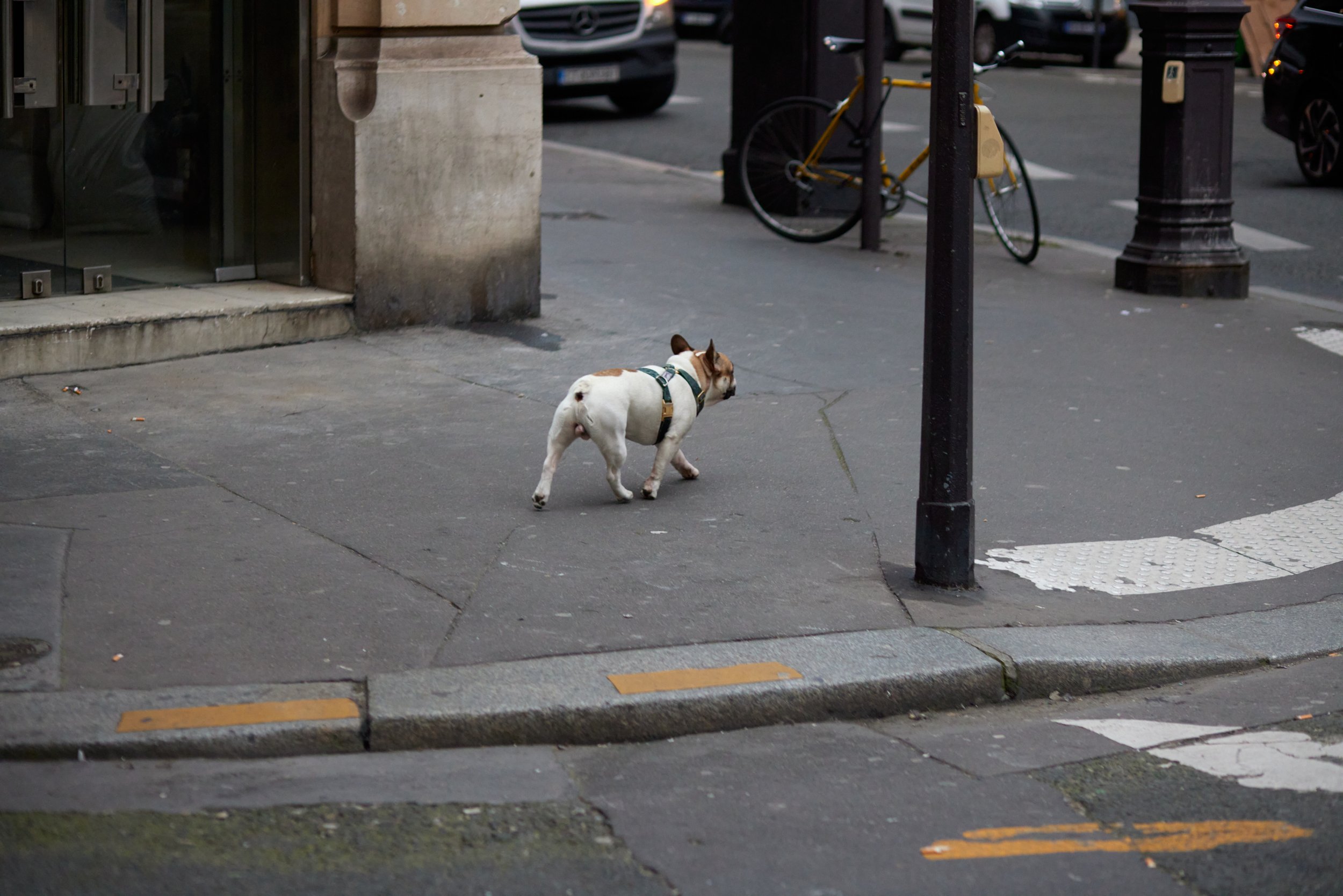 Paris_2022_0341_dogs_562A6462.jpg