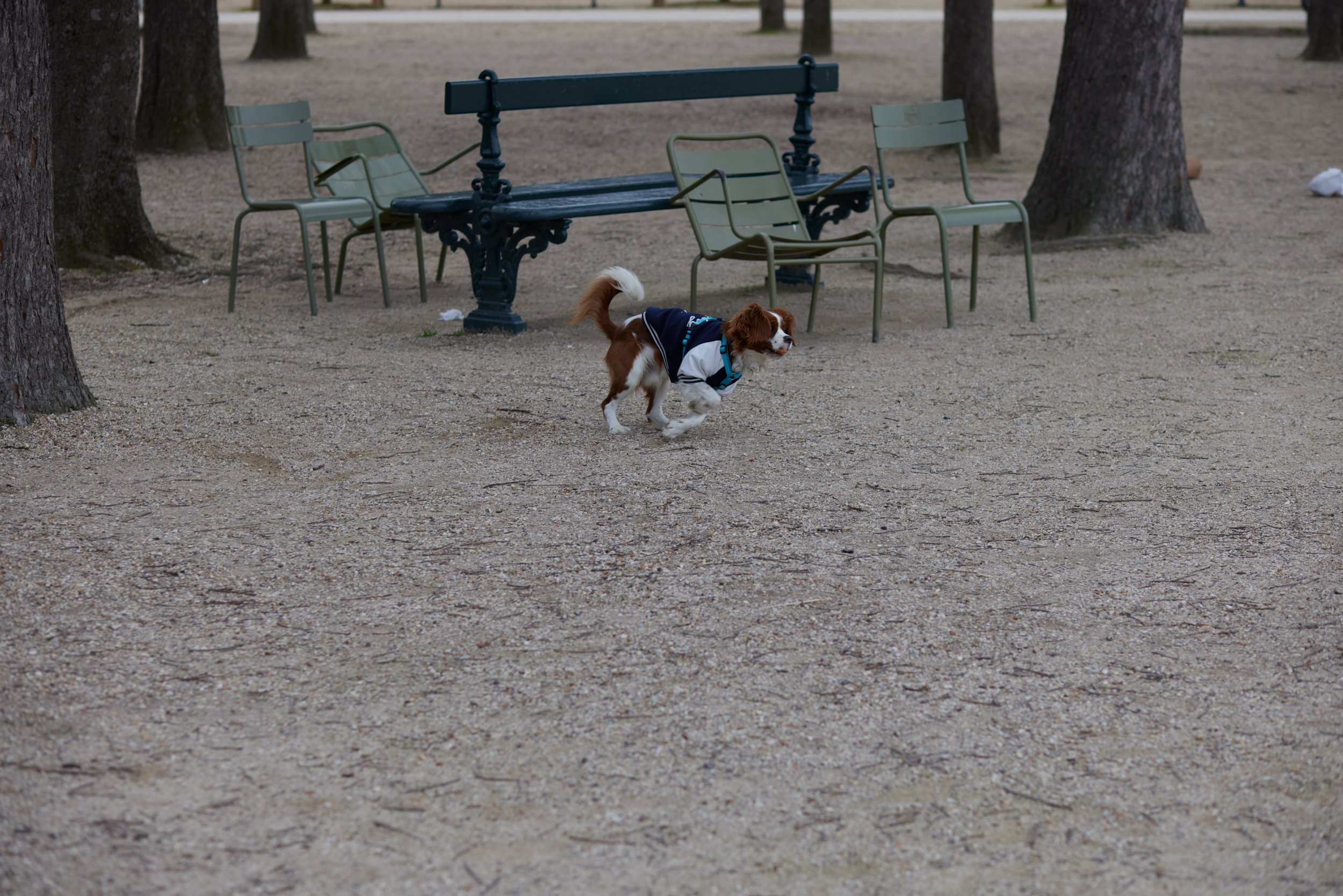 Paris_2022_0355_dogs_562A6678.jpg