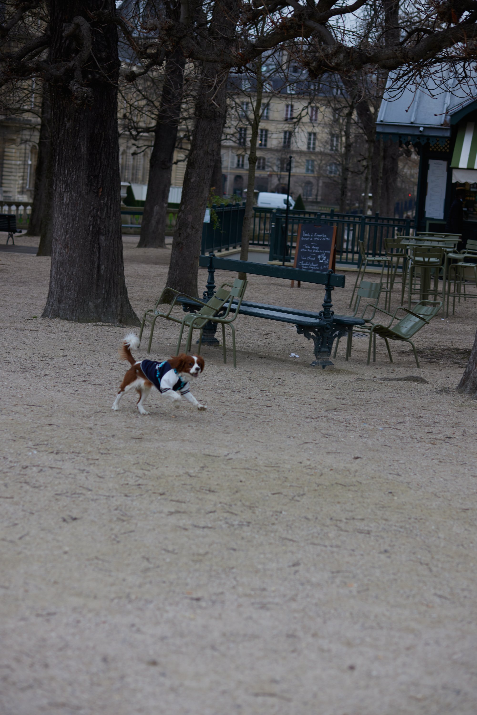 Paris_2022_0356_dogs_562A6680.jpg