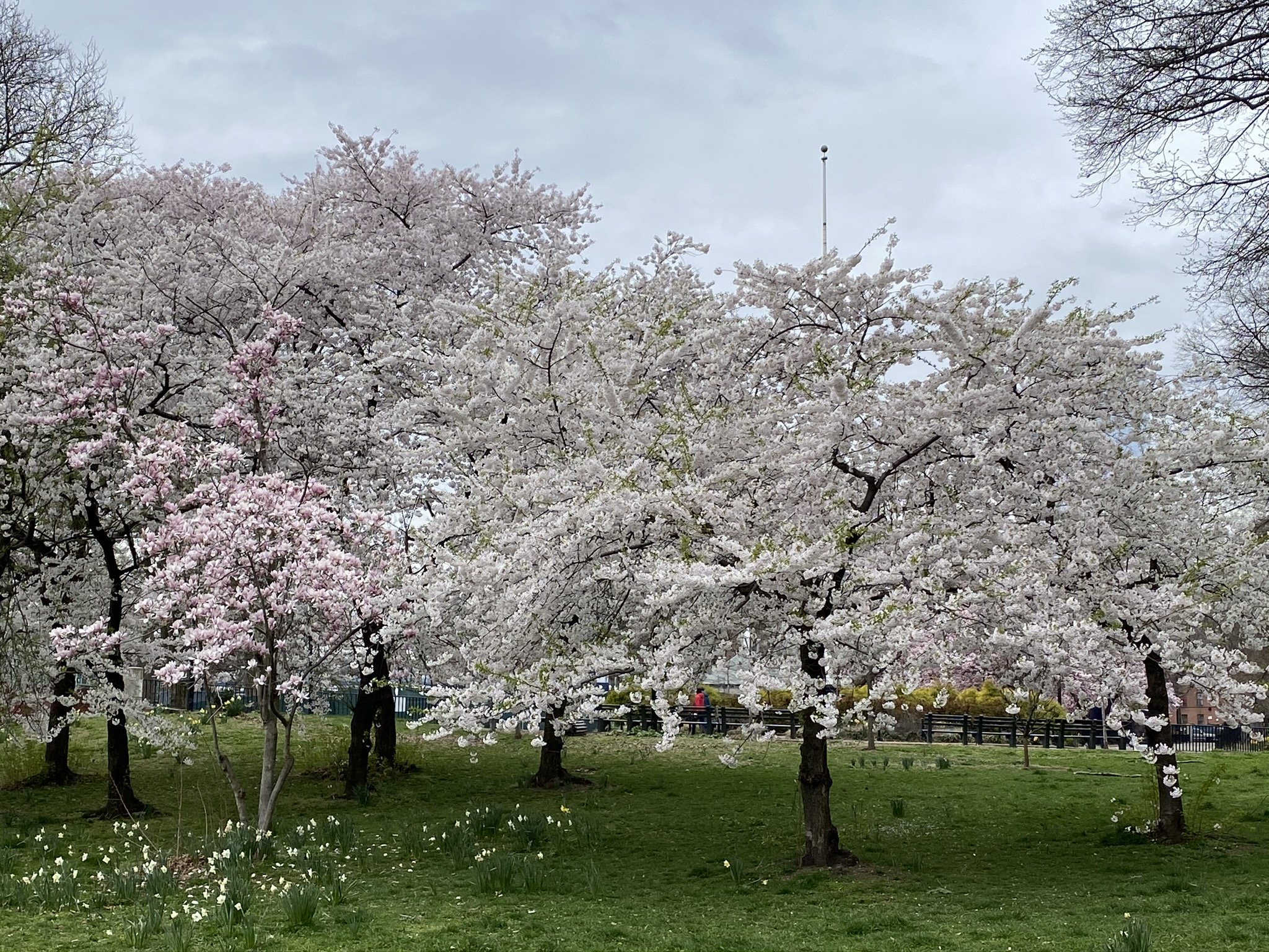 April 5 2020 - Cherry Trees.jpeg