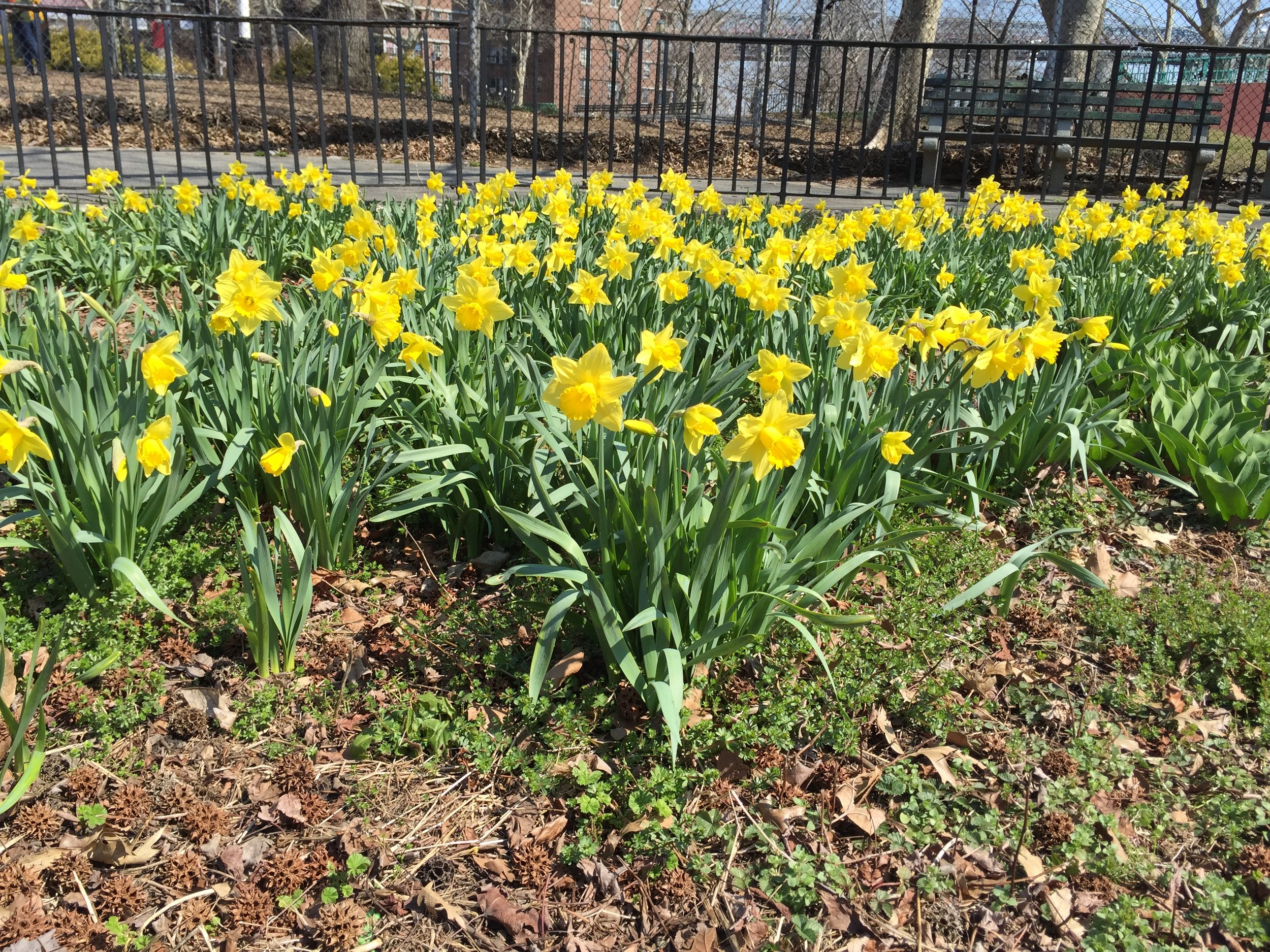 Daffodils - April 2015 (1).JPG