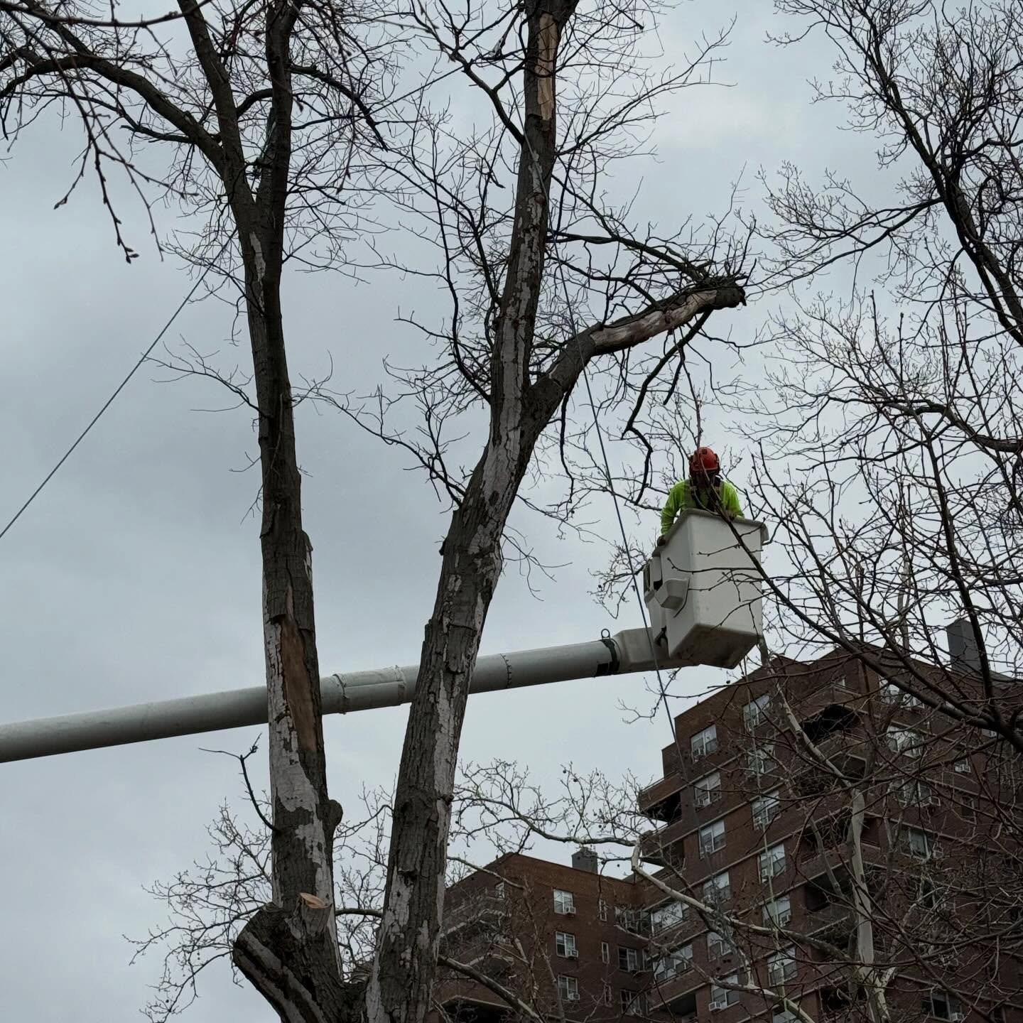 Thank you the the crew from @nycparks for removing the dead tree over the @citibike rack that has been dropping branches for the past year. Our community will be safer thanks to your efforts.