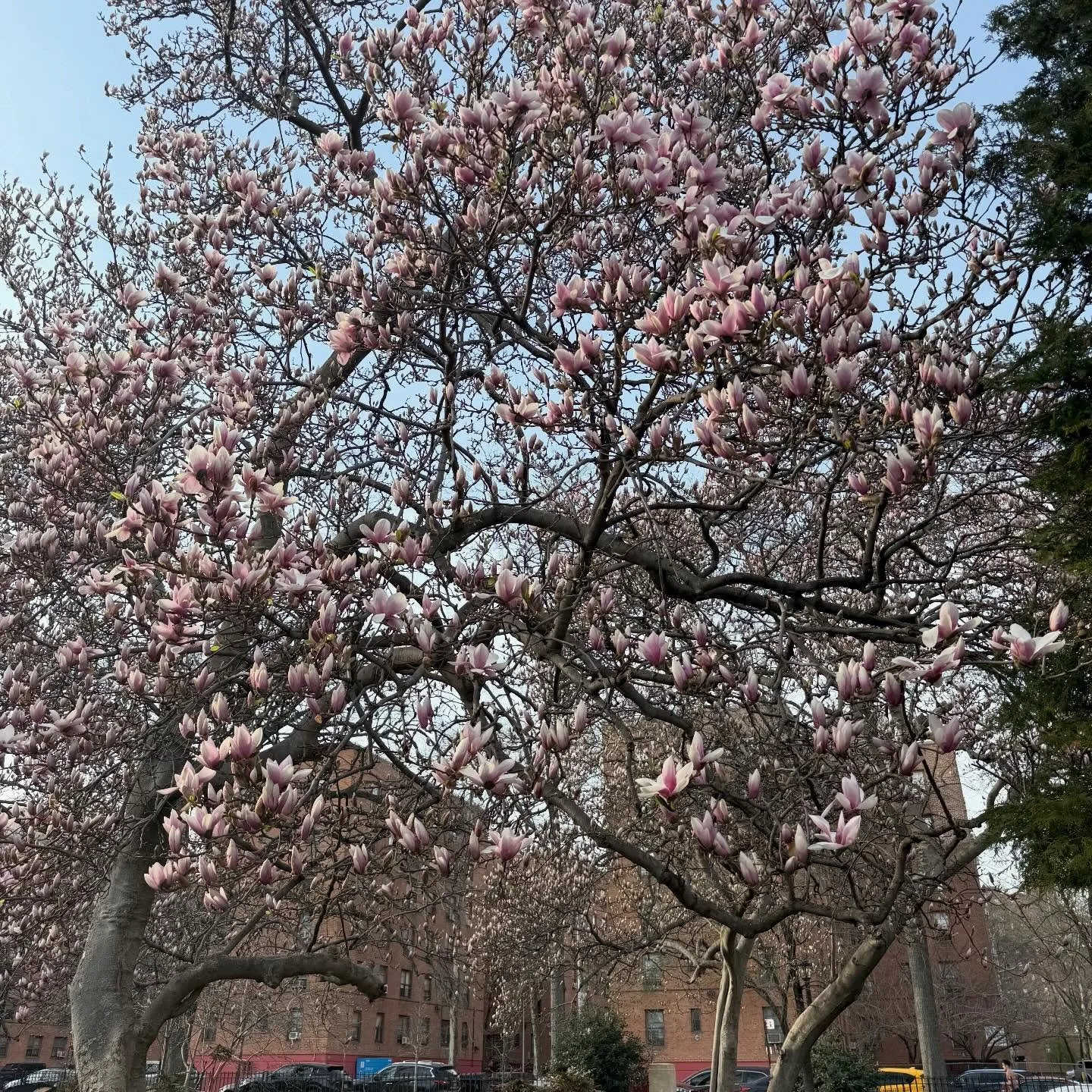 Our beautiful magnolias have started to bloom. #magnolias #magnoliatree @nycparks @lodownny