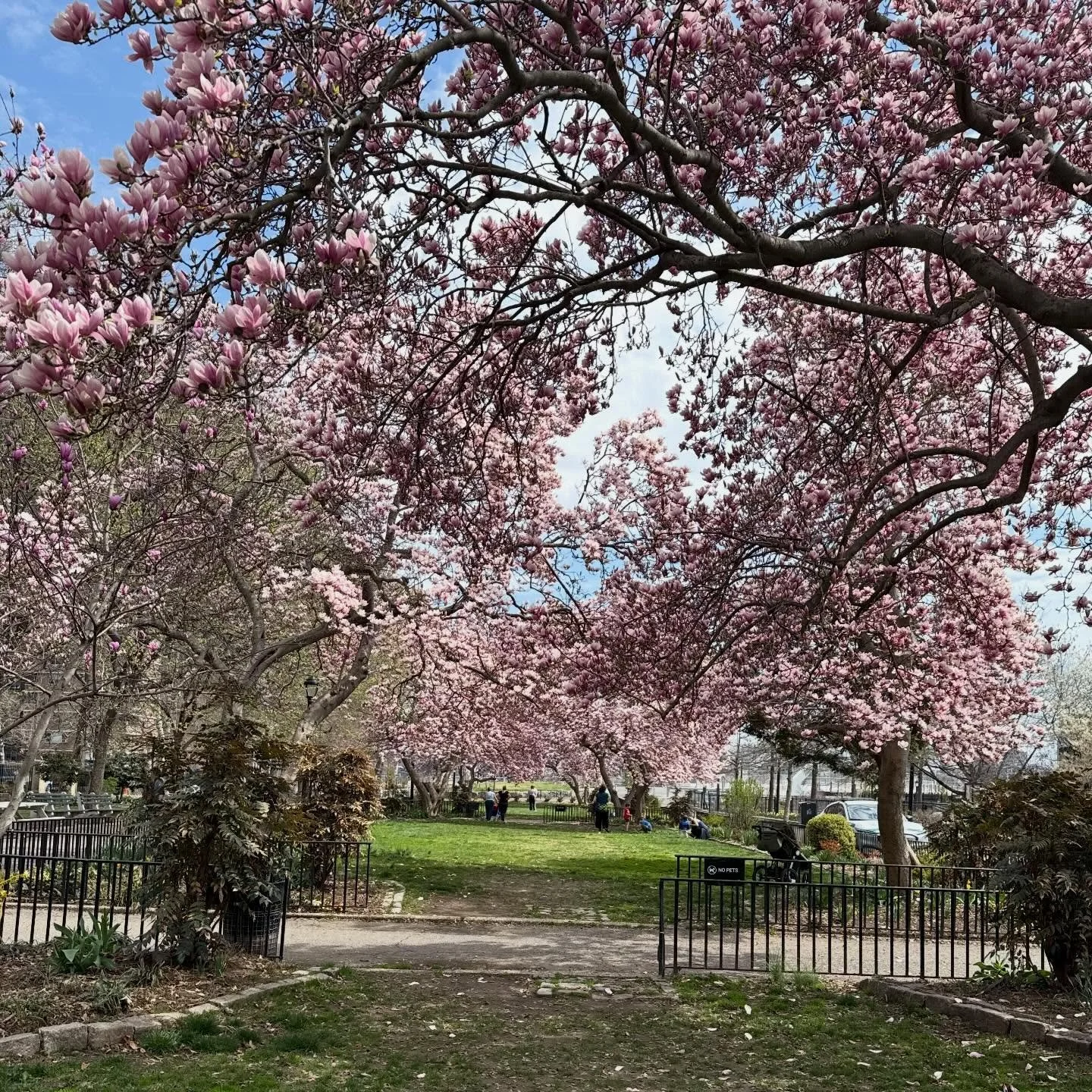 #magnolias in all their glory. @nycparks #magnolia #magnoliatree @lodownny @newyorkcitypatch