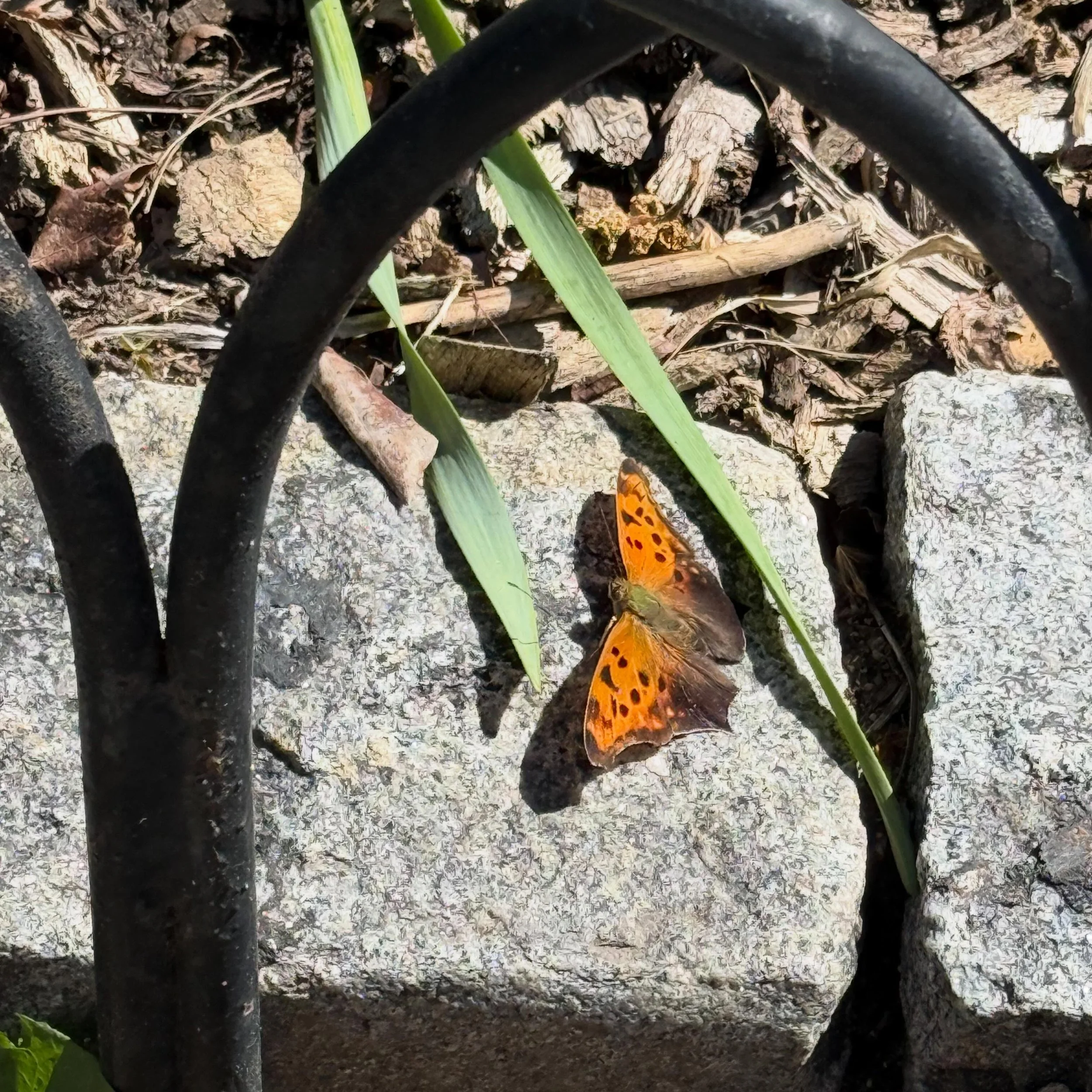 #butterfly in the park thanks to our pollinator garden managed by @mstimmer2020 #lowereastsidenyc @nycparks