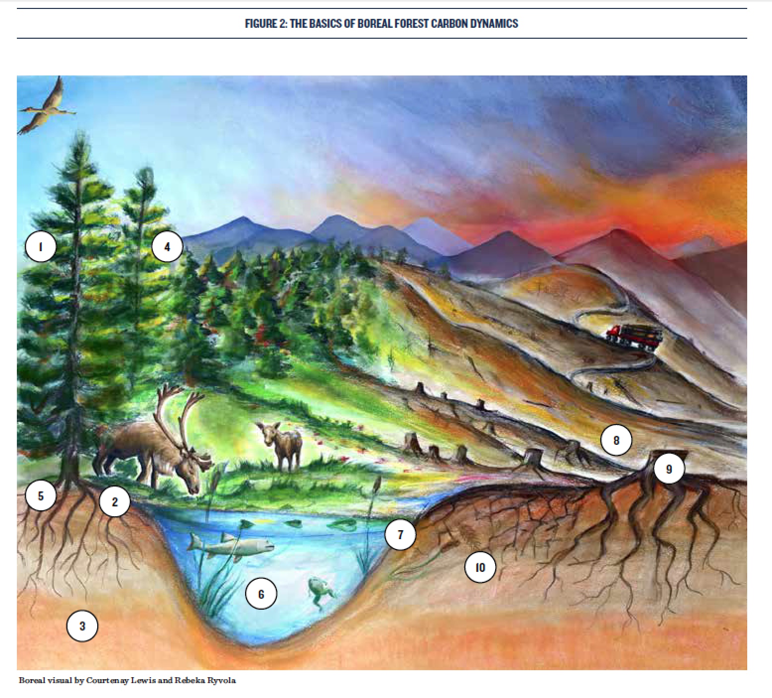 Illustration for Natural Resources Defense Council report, "Pandora's Box: Clearcutting in the Canadian Boreal," with Rebeka Ryvola (2018)