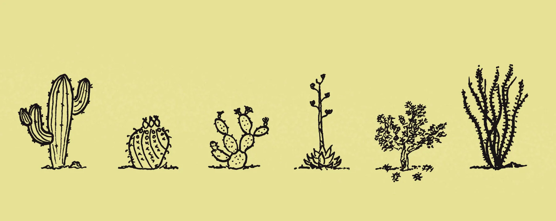 DC-cactus.jpg