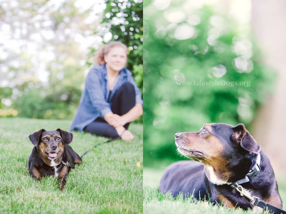 Having a great time photographing shelter dogs for www.lifestyledogs.org … so many lovey fur kids waiting for new homes.