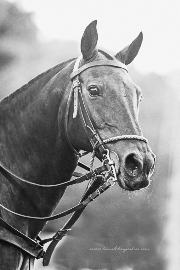 One of my very favorite Polo Ponies to watch play. She’s from Chile and am told she can be naughty to ride. BUT watching her play on the field is like watching a dream. And she makes for a gorgeous head shot.