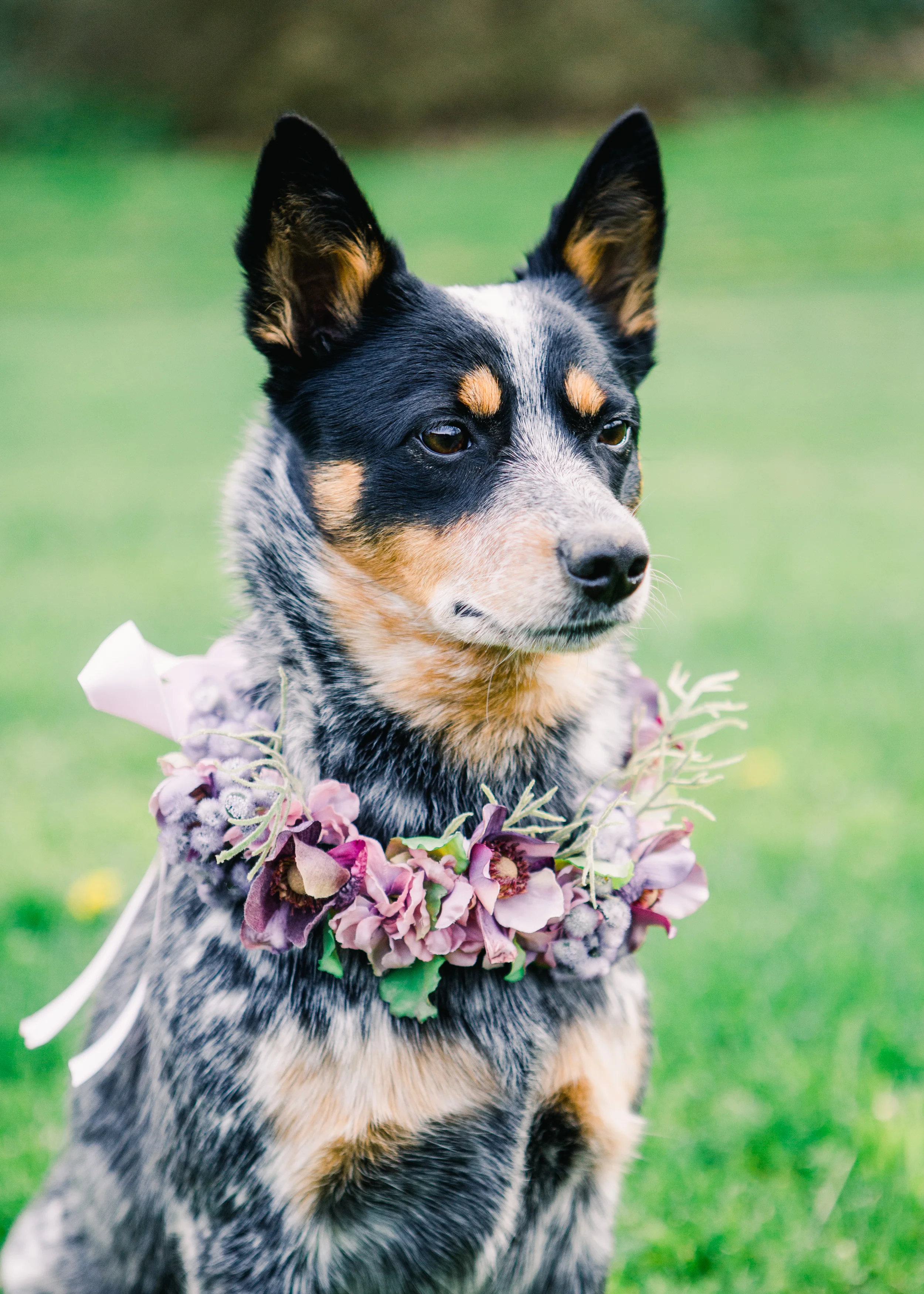 Tri Color Australian Cattle dog (Blue Heeler) wearing a flower color of purple, pink and blue with hints of dusty miller flower collar looking with attention.