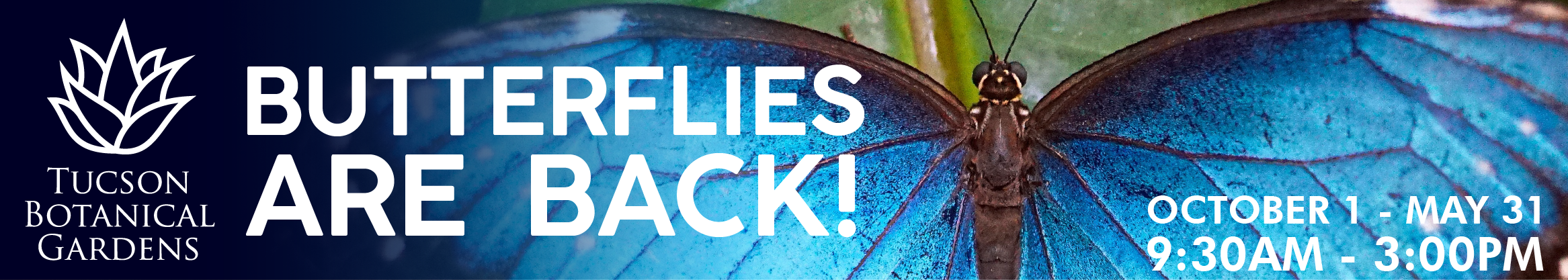 GreenLivingBanner_Bfly-01.png