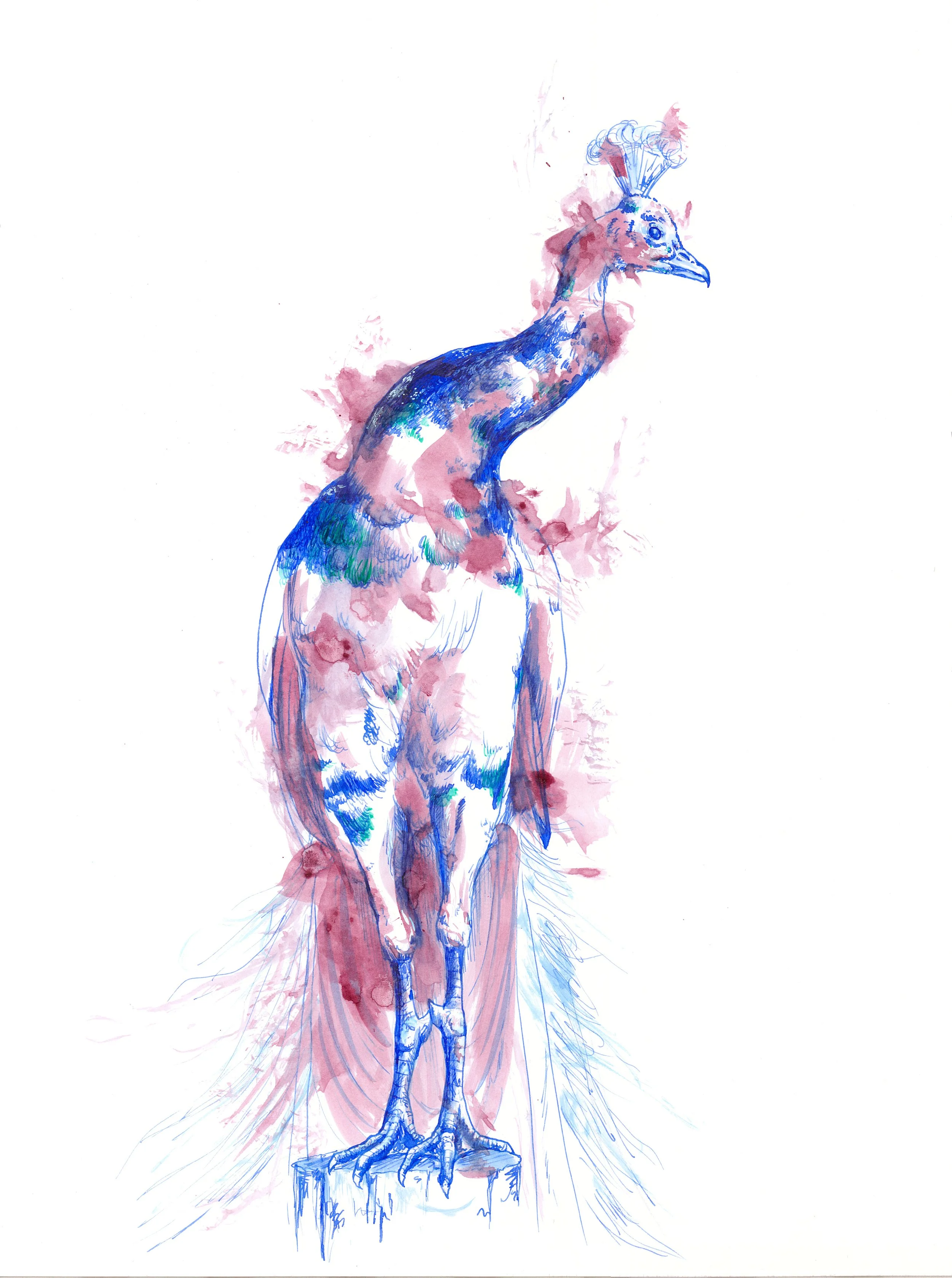 Graham-Peacock-Ink.jpg