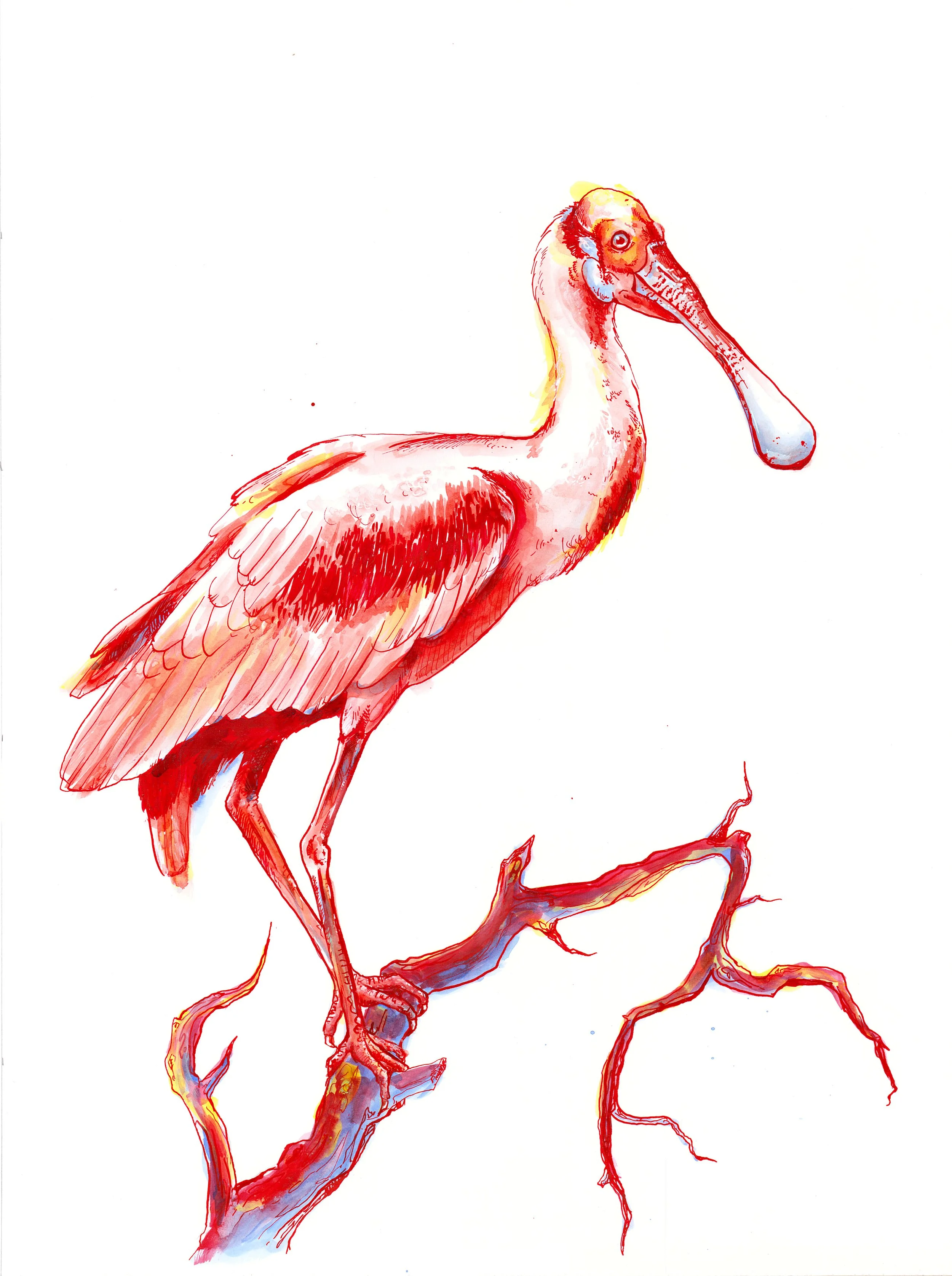 Graham-Spoonbill-Ink.jpg