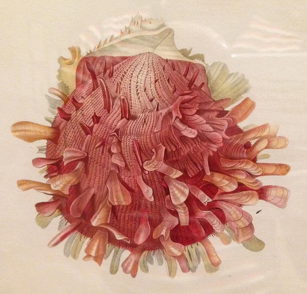 Aquatic Prints at the MIA