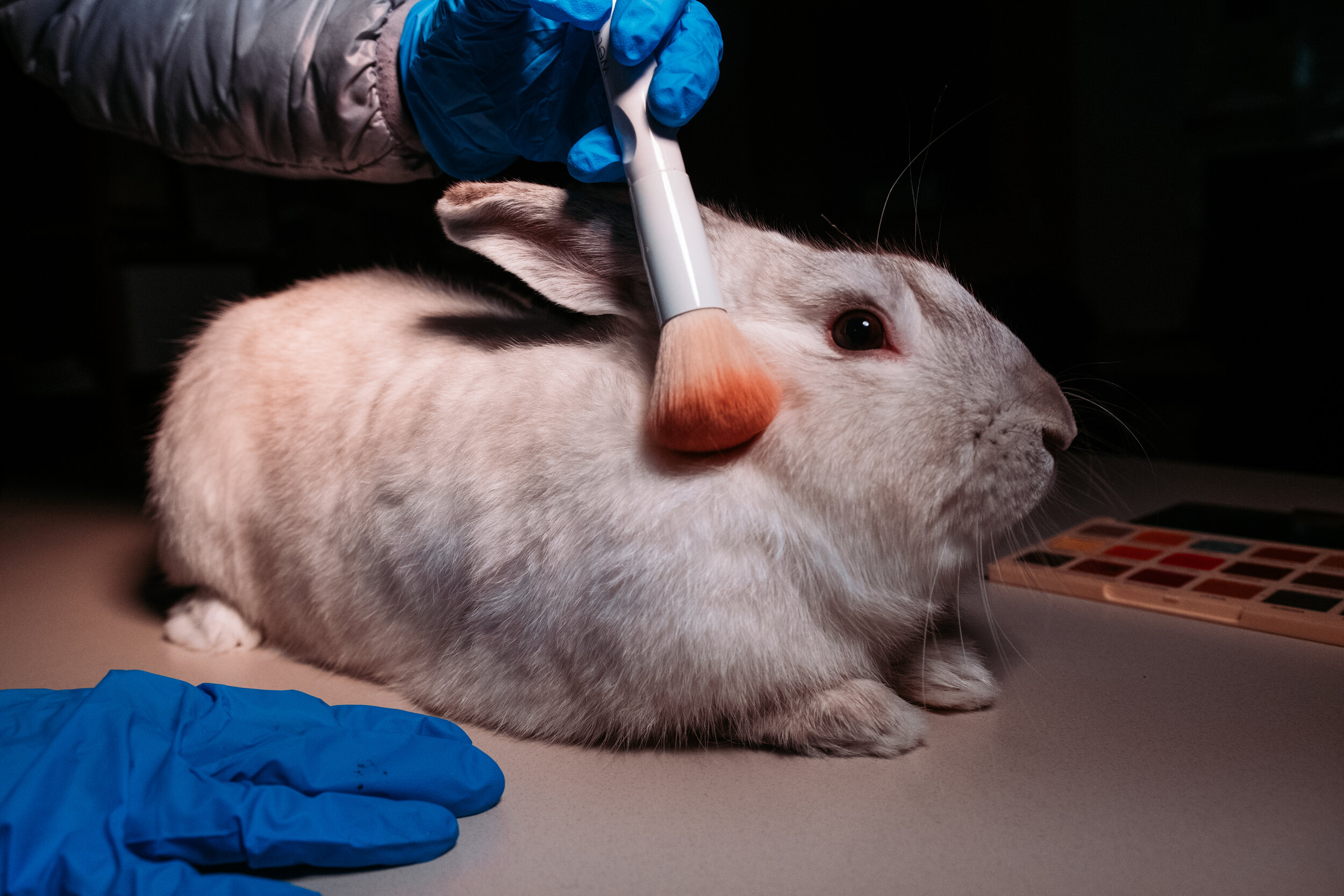 research articles on animal testing