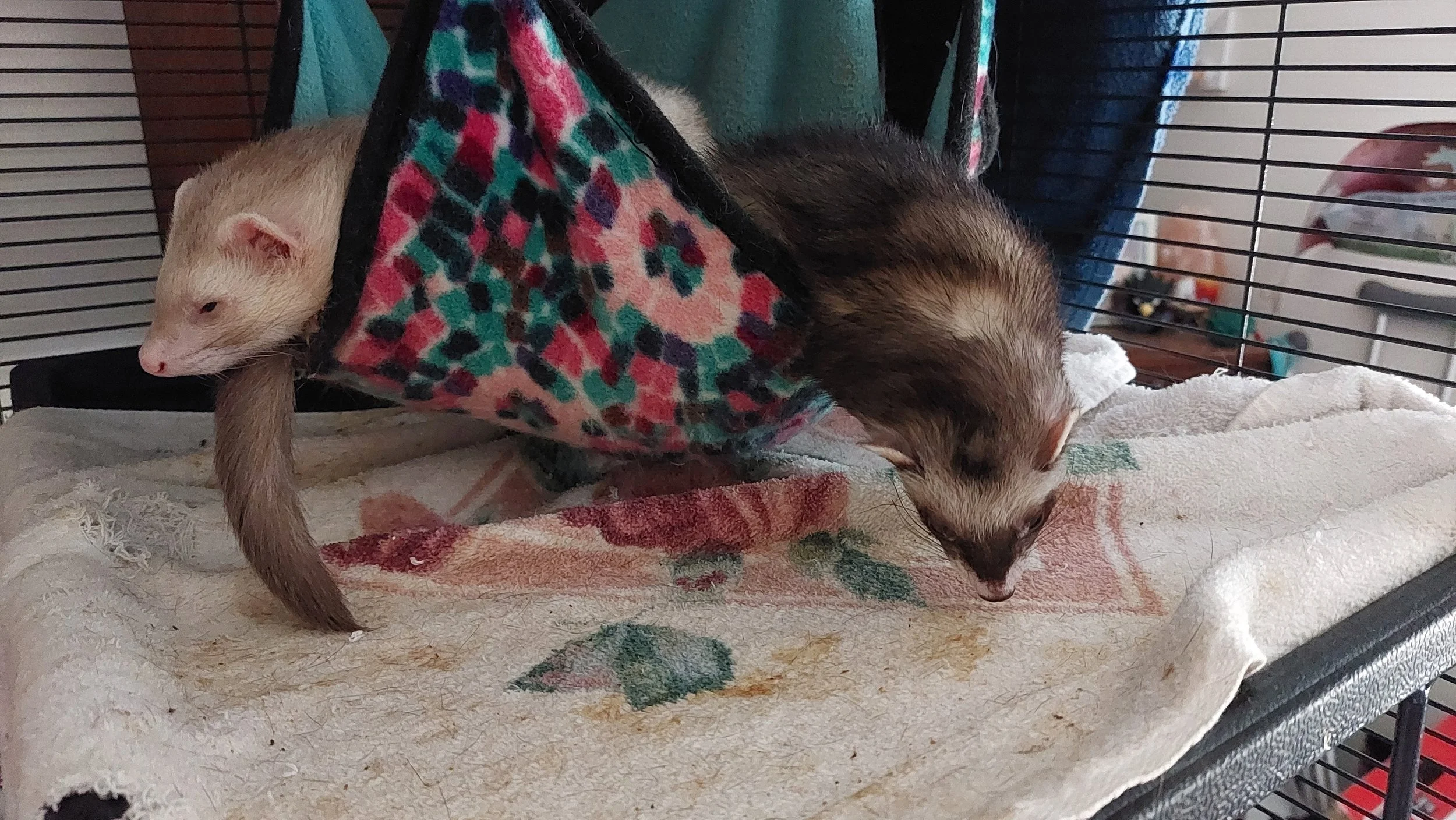 "Discount Cats", the ferret experience