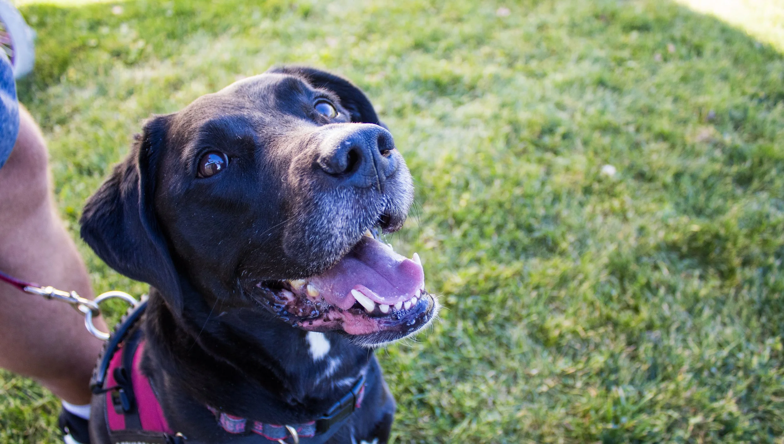 Pet-tastic Recipies