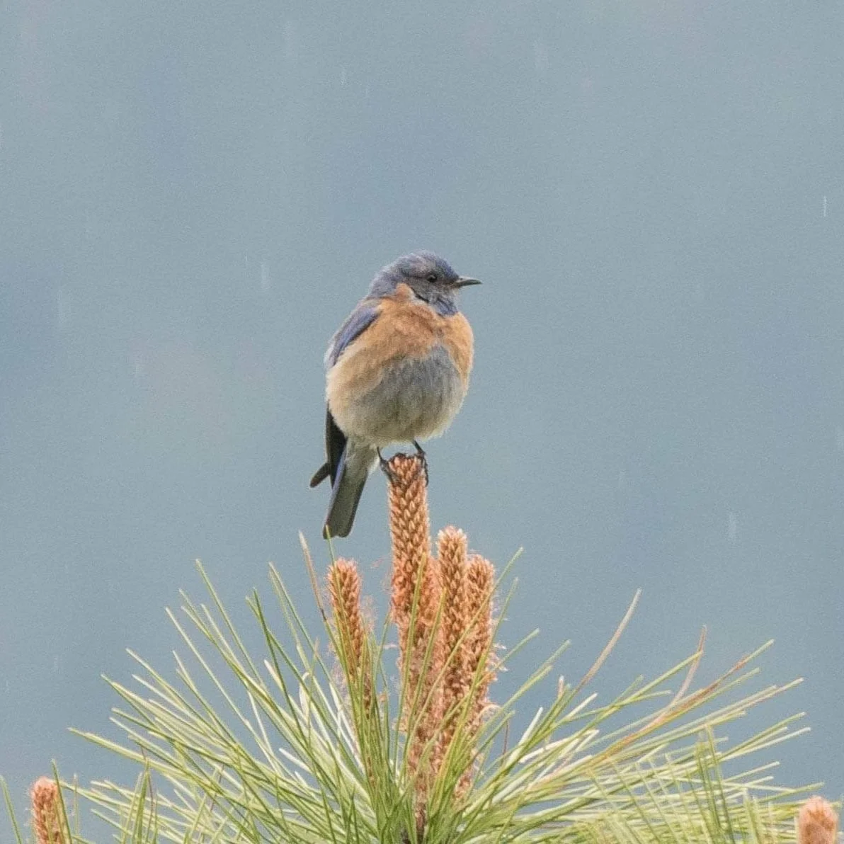 Ellensbirds