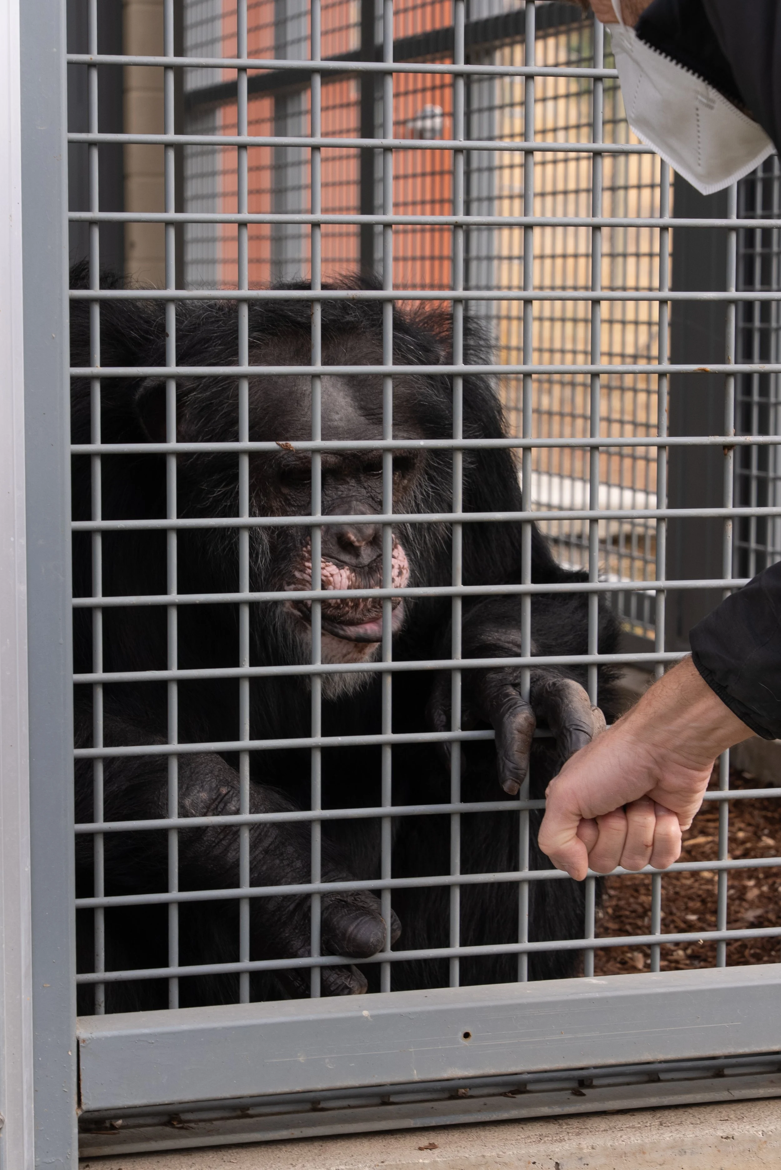RaisingChimps-045.jpg