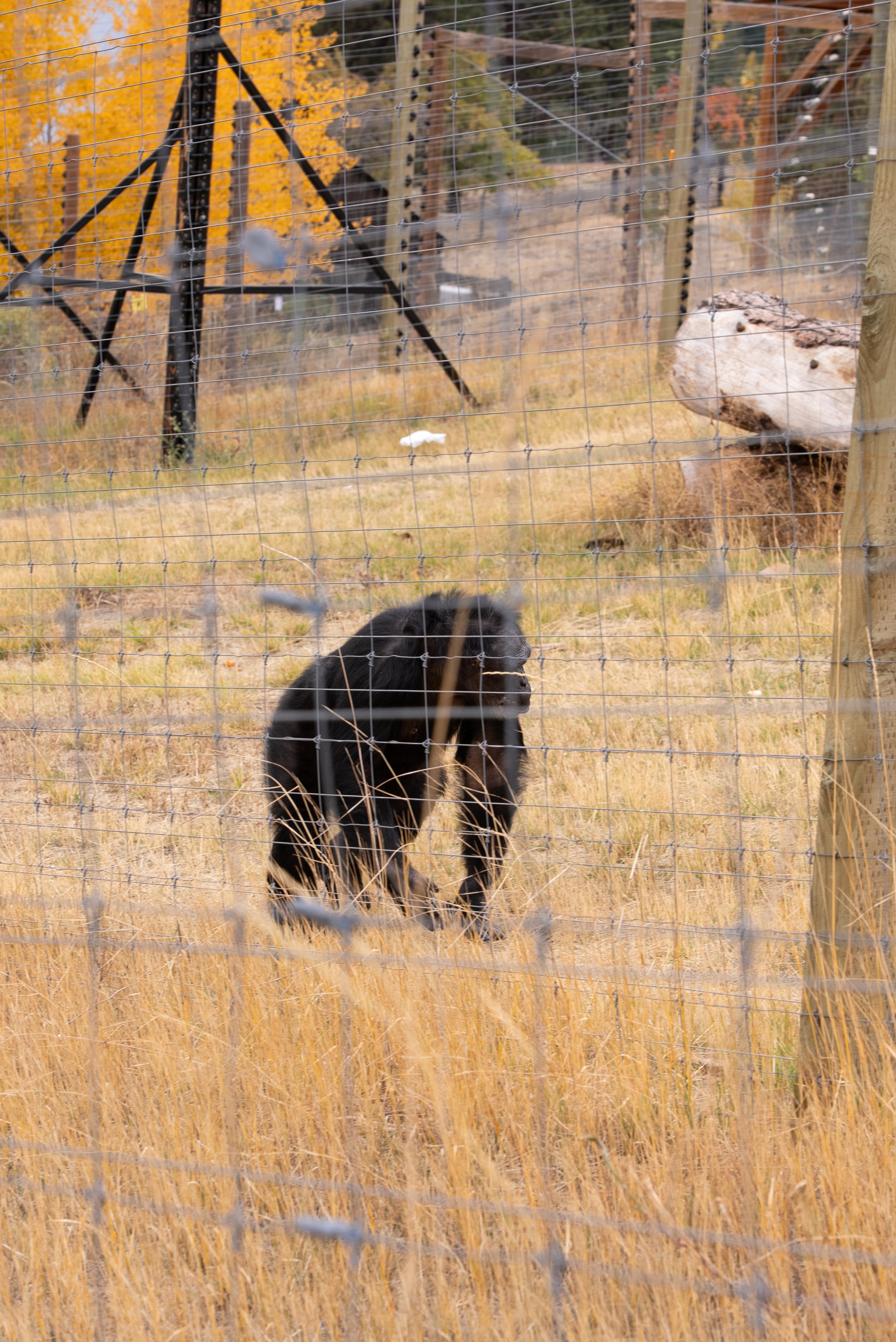 RaisingChimps-017.jpg
