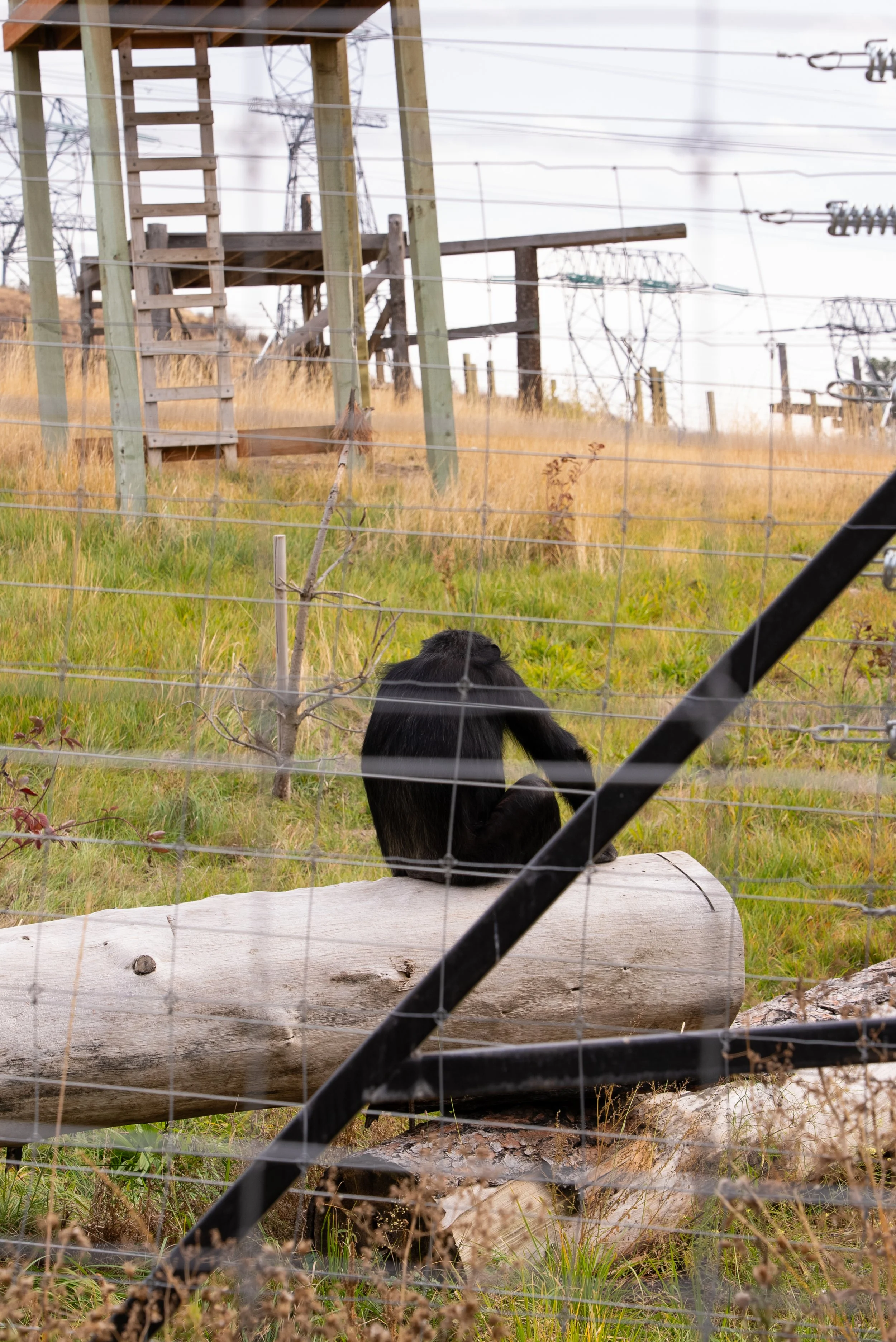 RaisingChimps-008.jpg