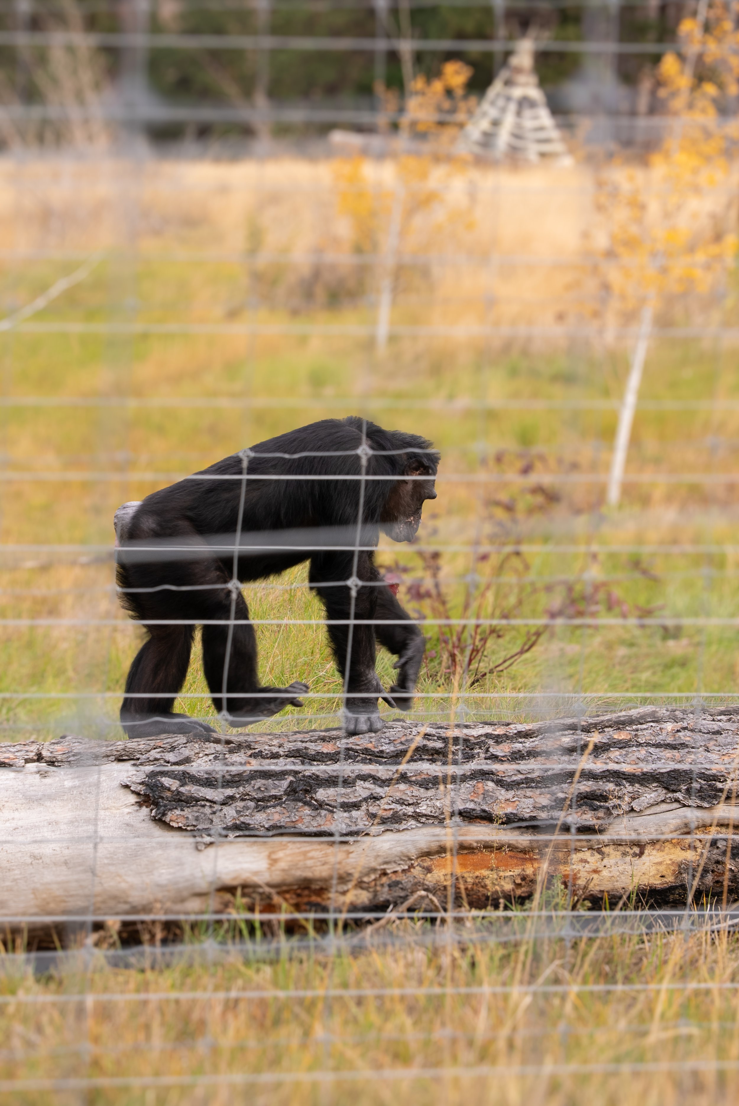 RaisingChimps-004.jpg