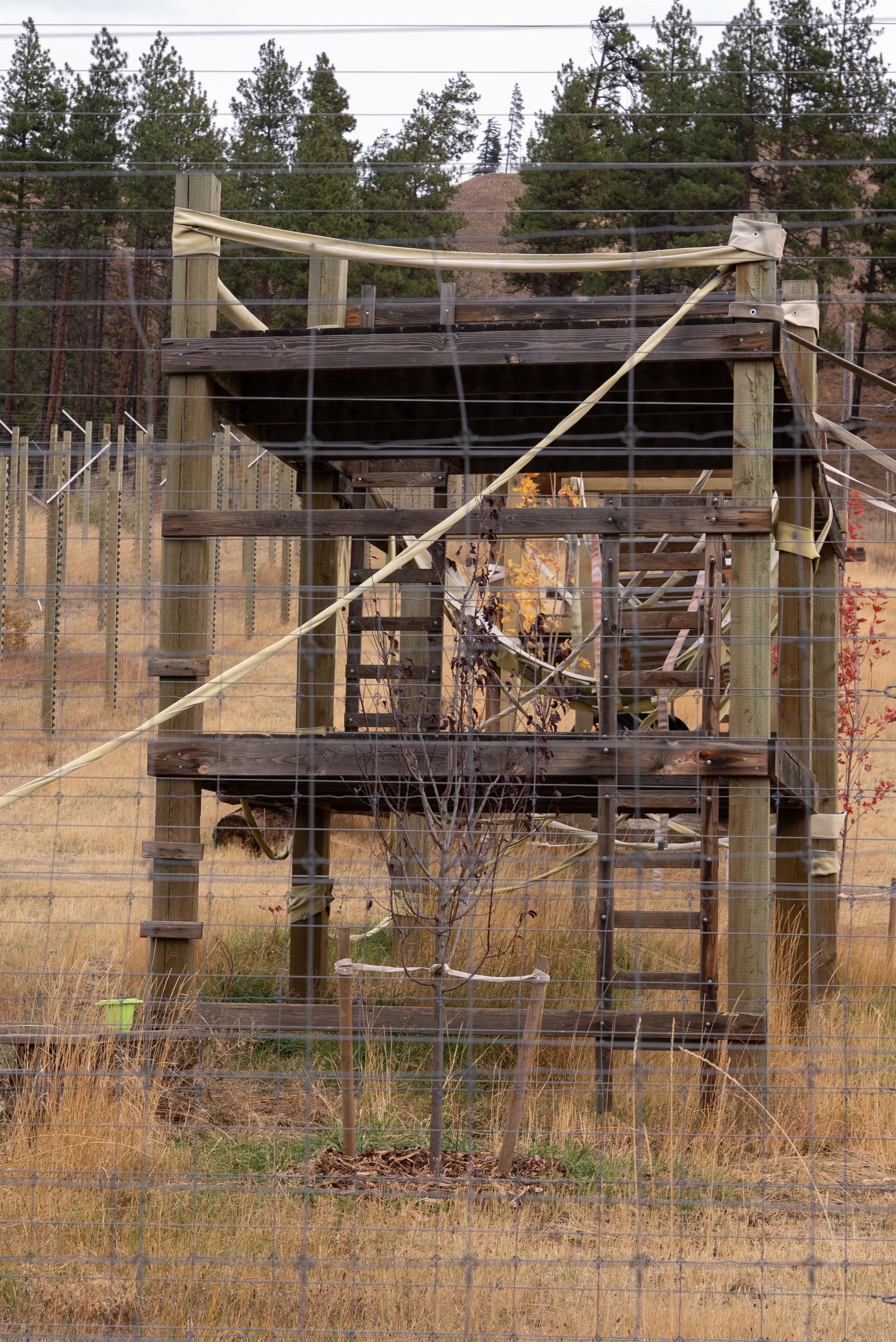 RaisingChimps-028.jpg