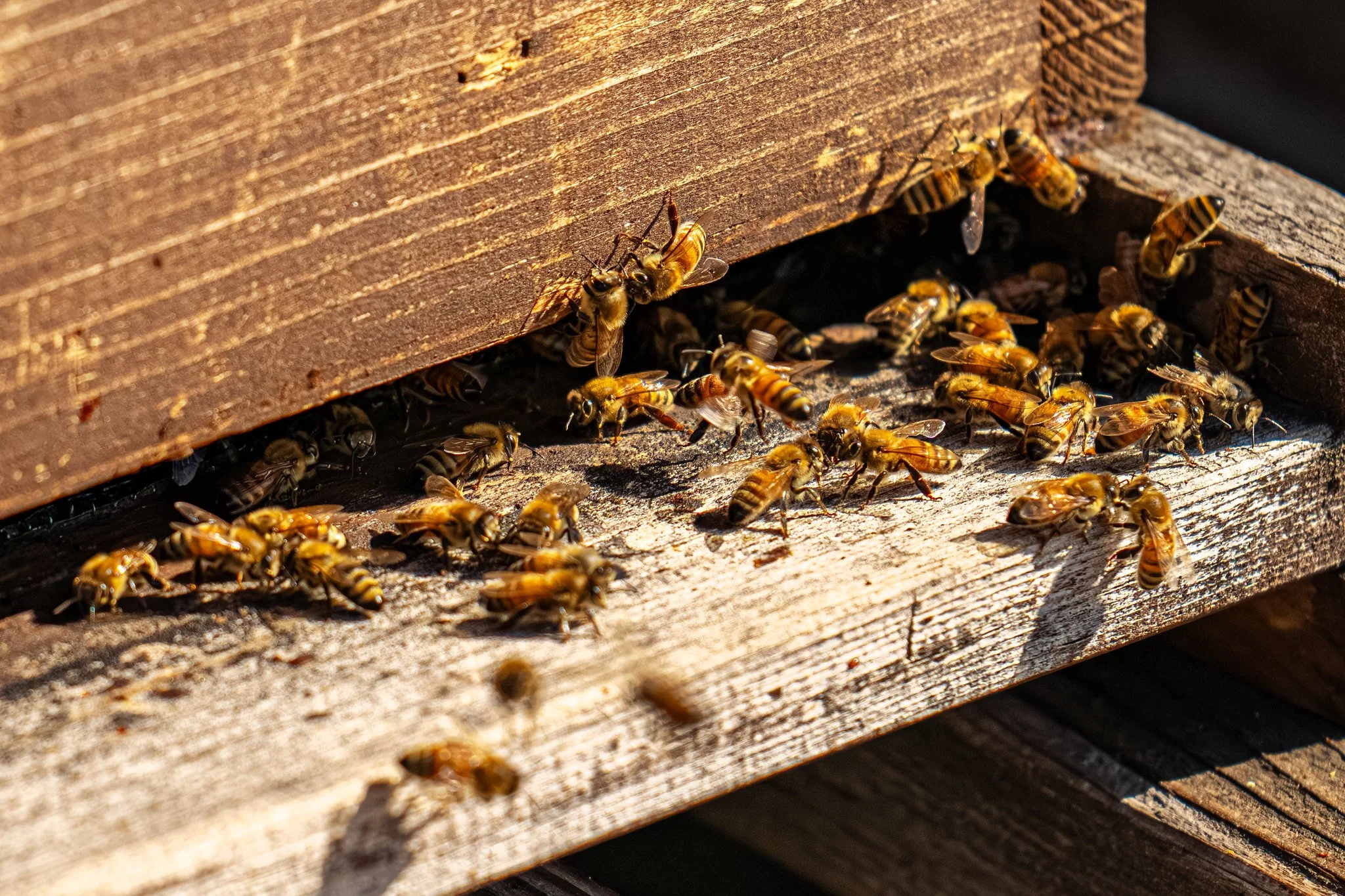 What's That Buzz About? The Bees Are Back