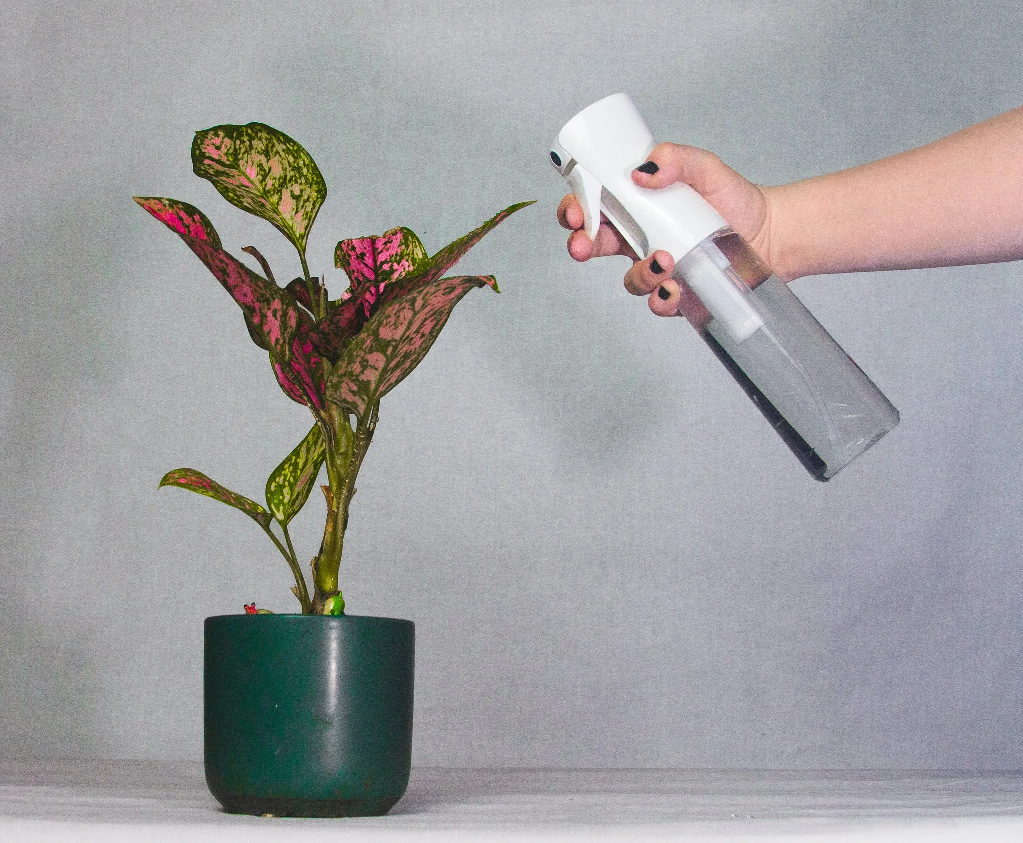 Rooting for You: Your Guide to Plant Propagation and Gardening&nbsp;