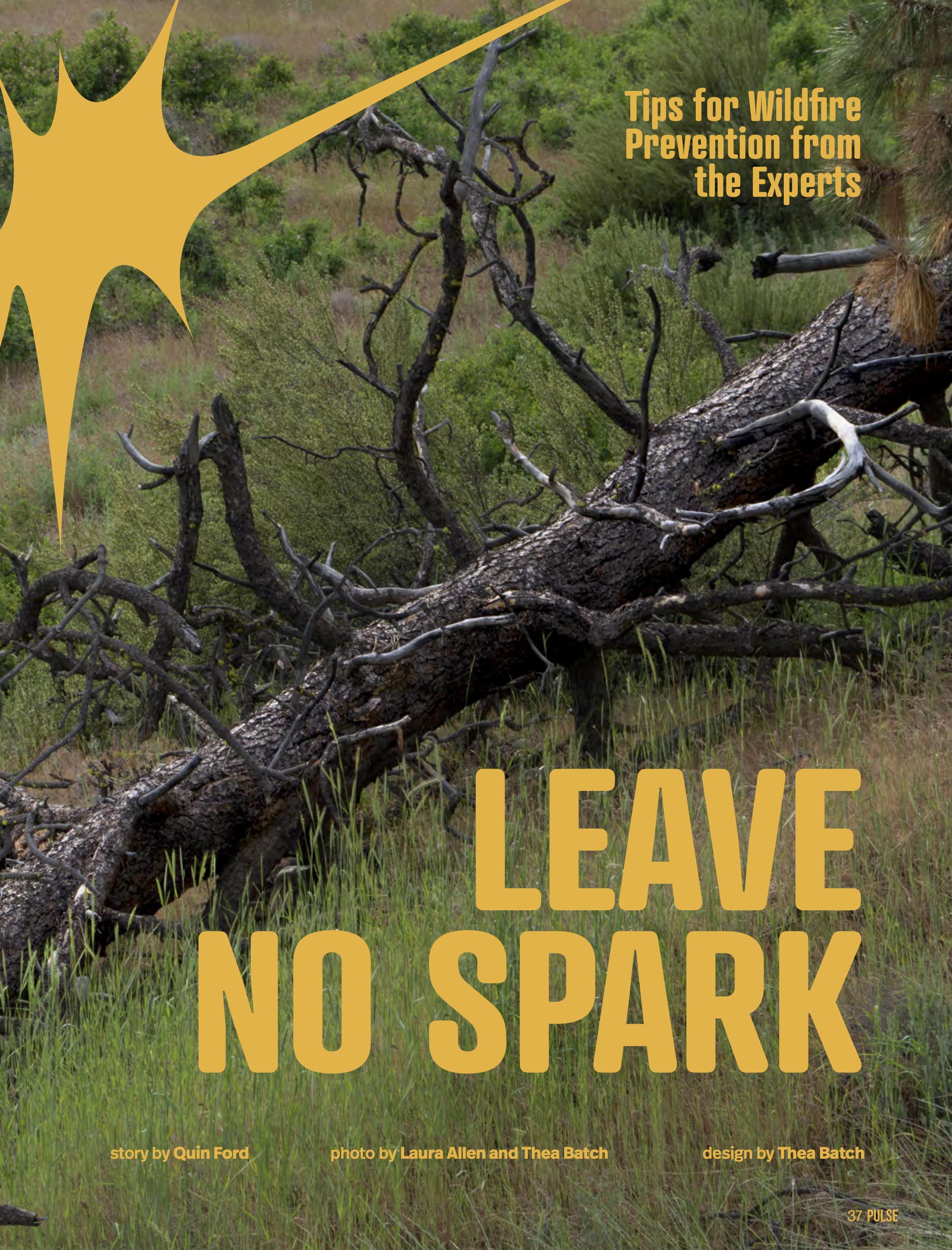 Sparkpg1.png