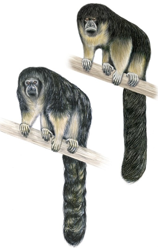 Pithecia vanzolinii. Female and male.