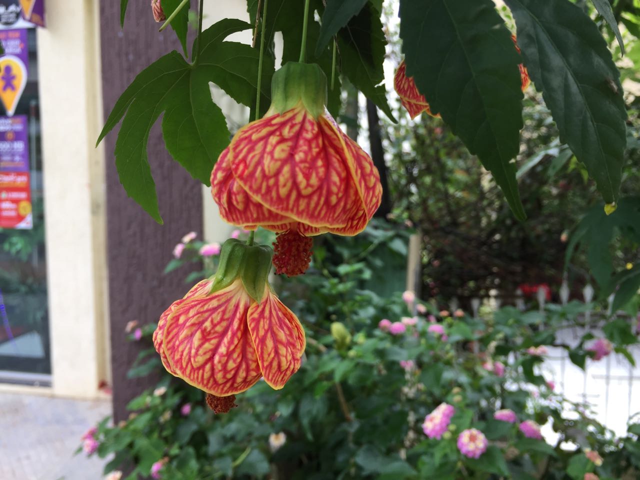 Princess earings flower