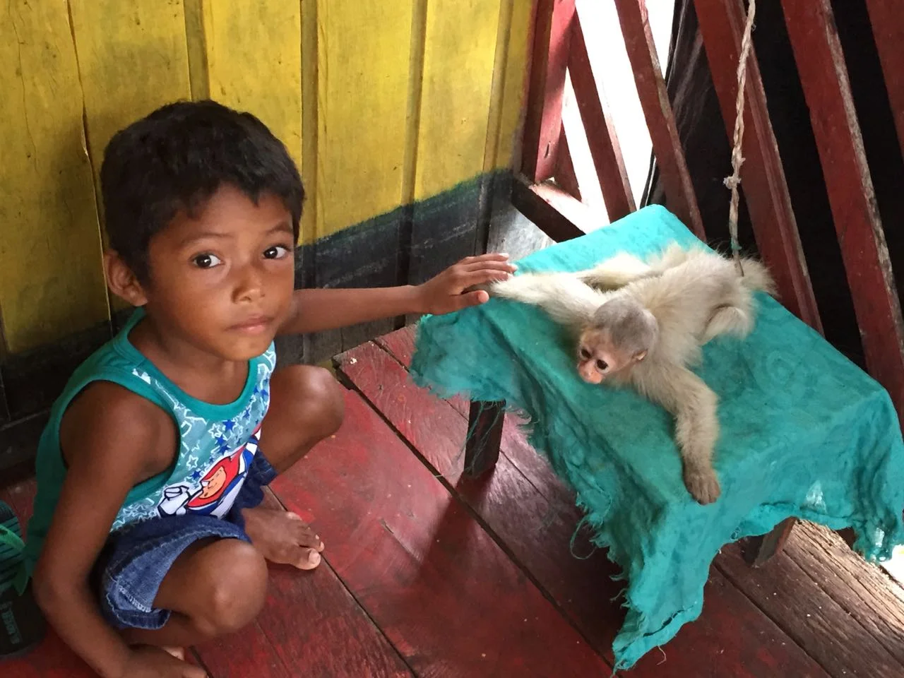 A small boy in eirunepe has a pet uakari.